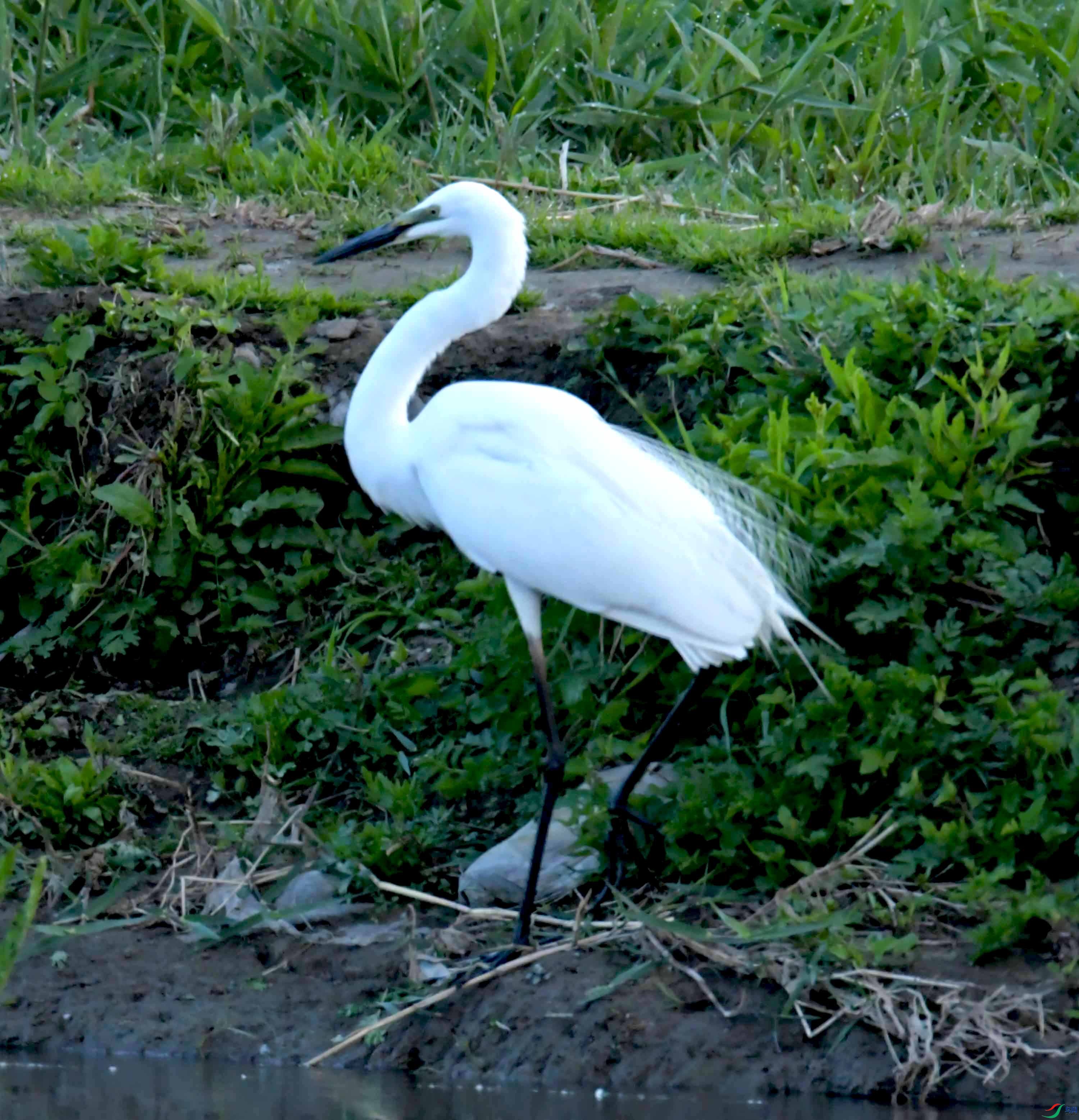 DSC_9656.JPG