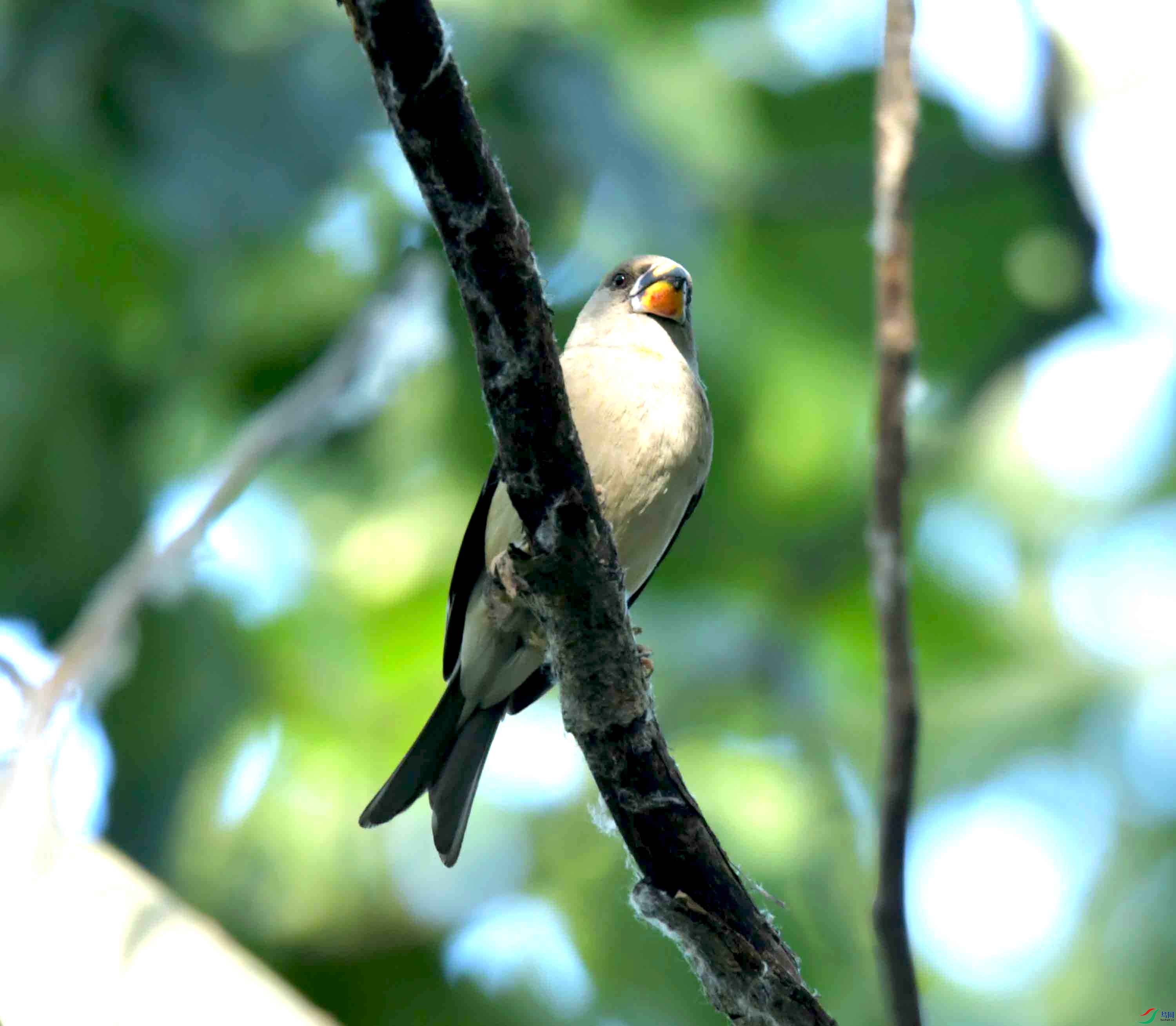 DSC_6611.JPG