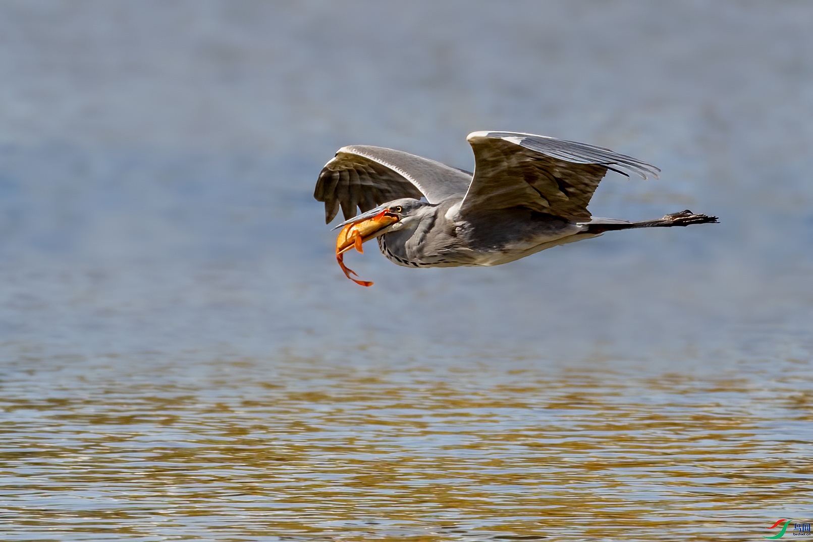 A86I7441-1.jpg