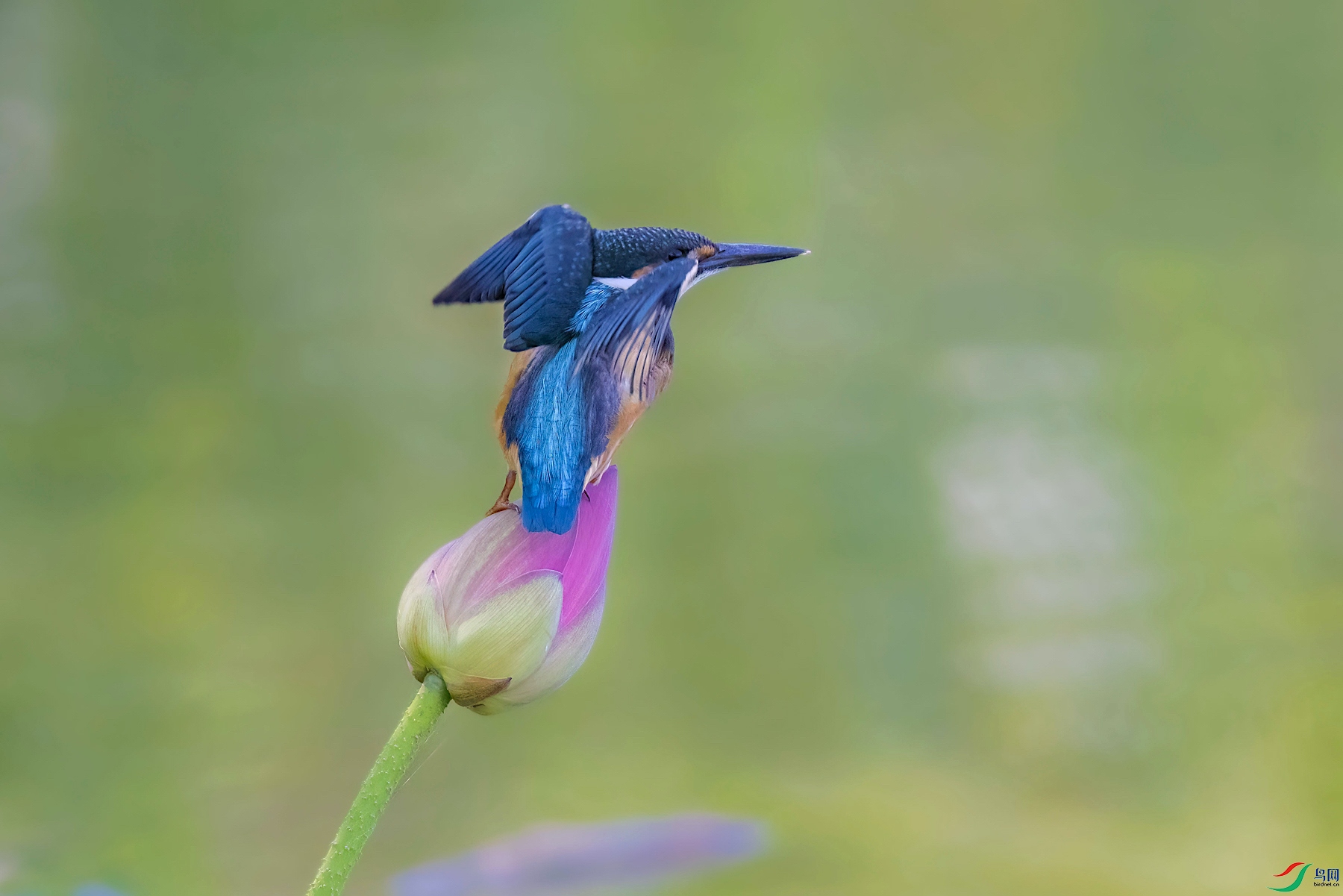 1P8A3497.jpg