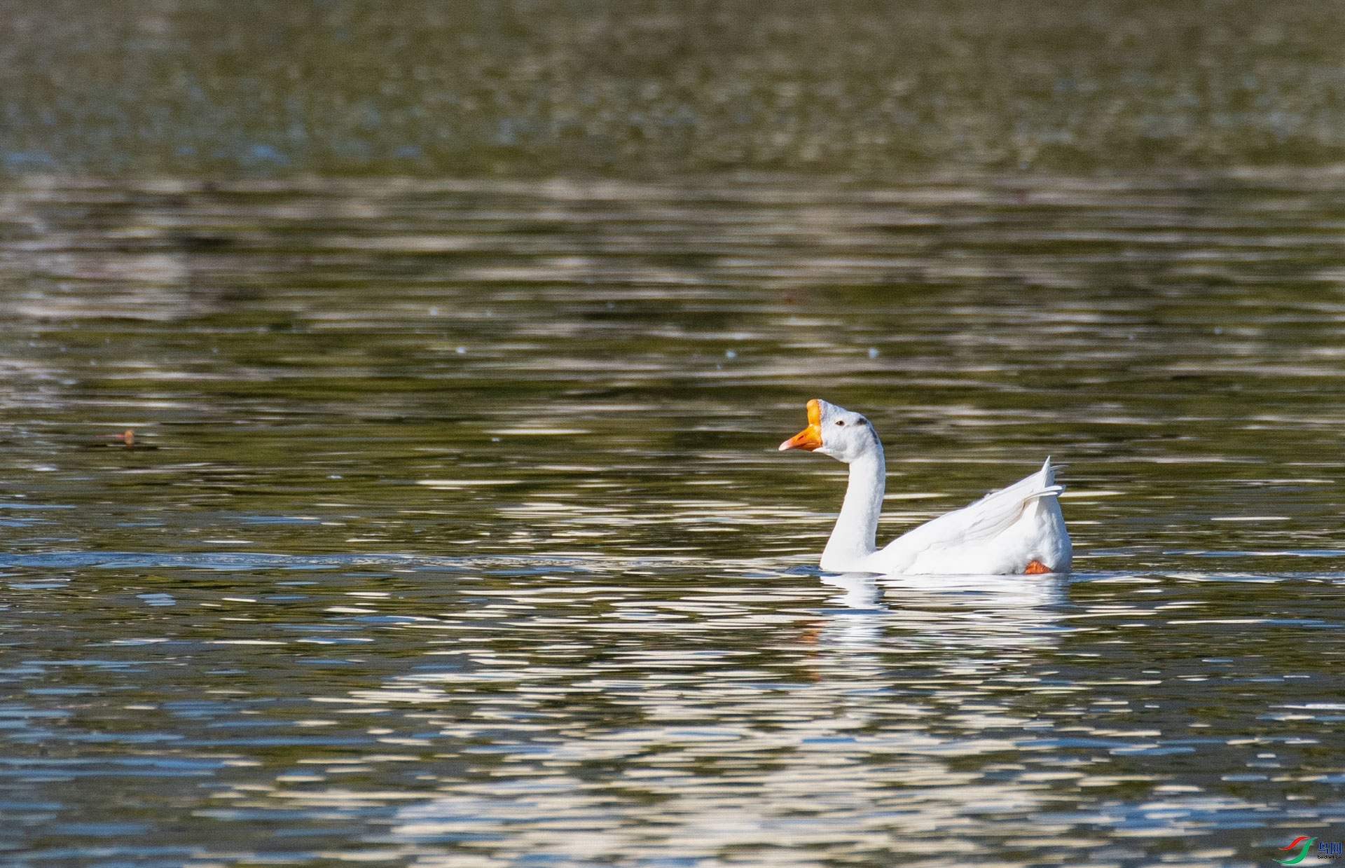 DSC_3069.jpg