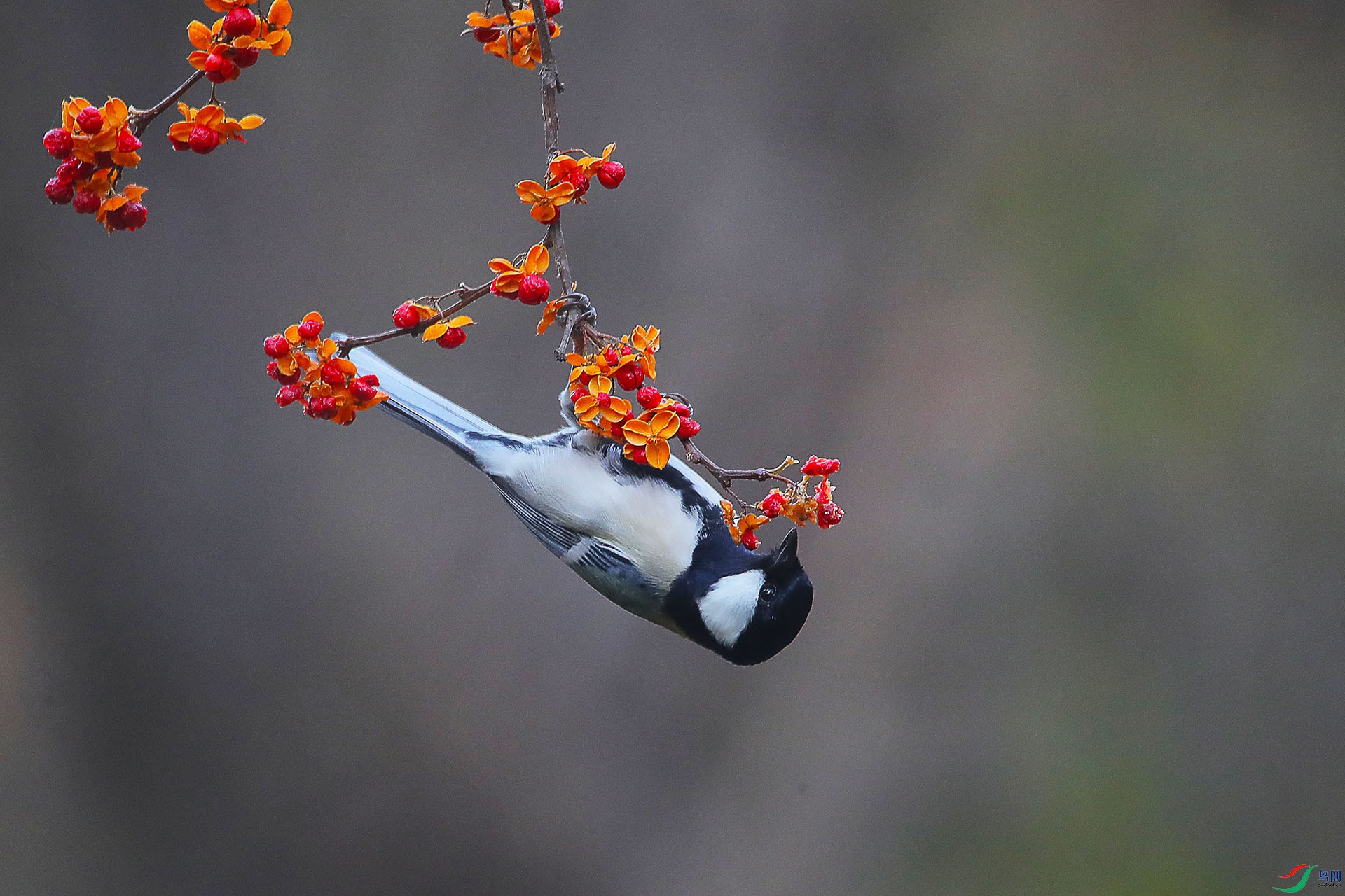 6CD0I4132.jpg 6CD0I4132.jpg