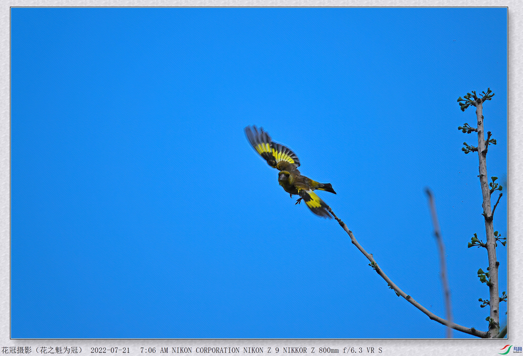 DSC_0609B-1-DeNoiseAI-low-light_����.jpg