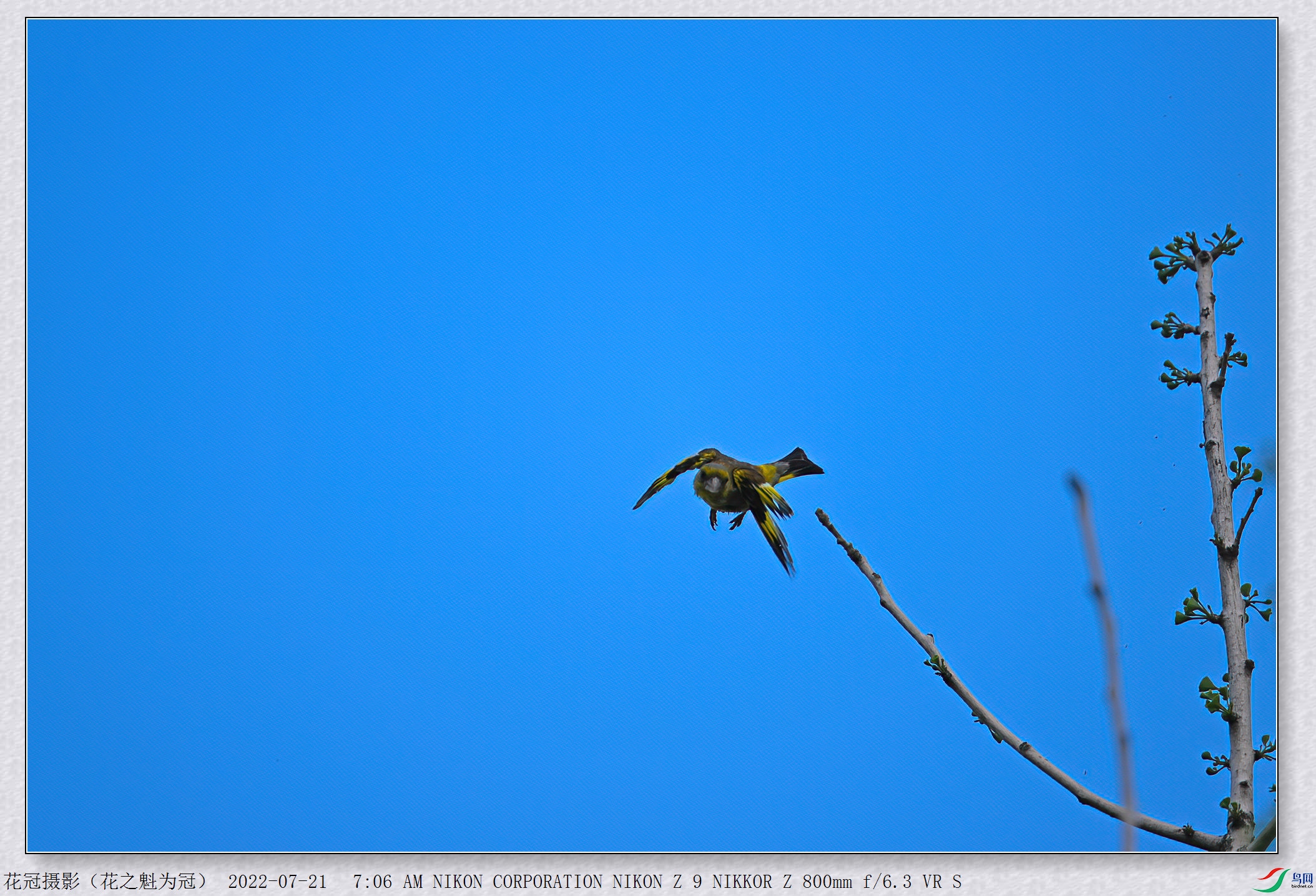 DSC_0610B-1-DeNoiseAI-low-light_����.jpg