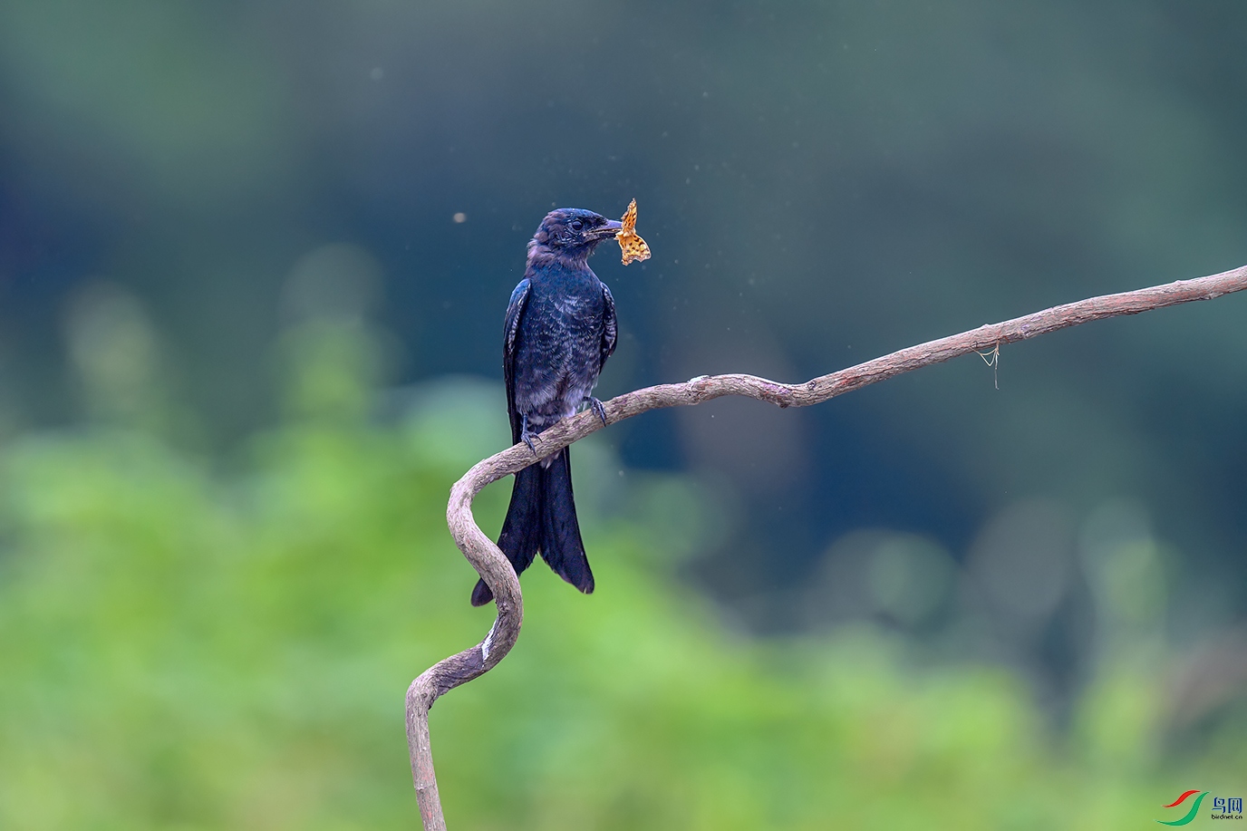 DSC_5300aa.jpg