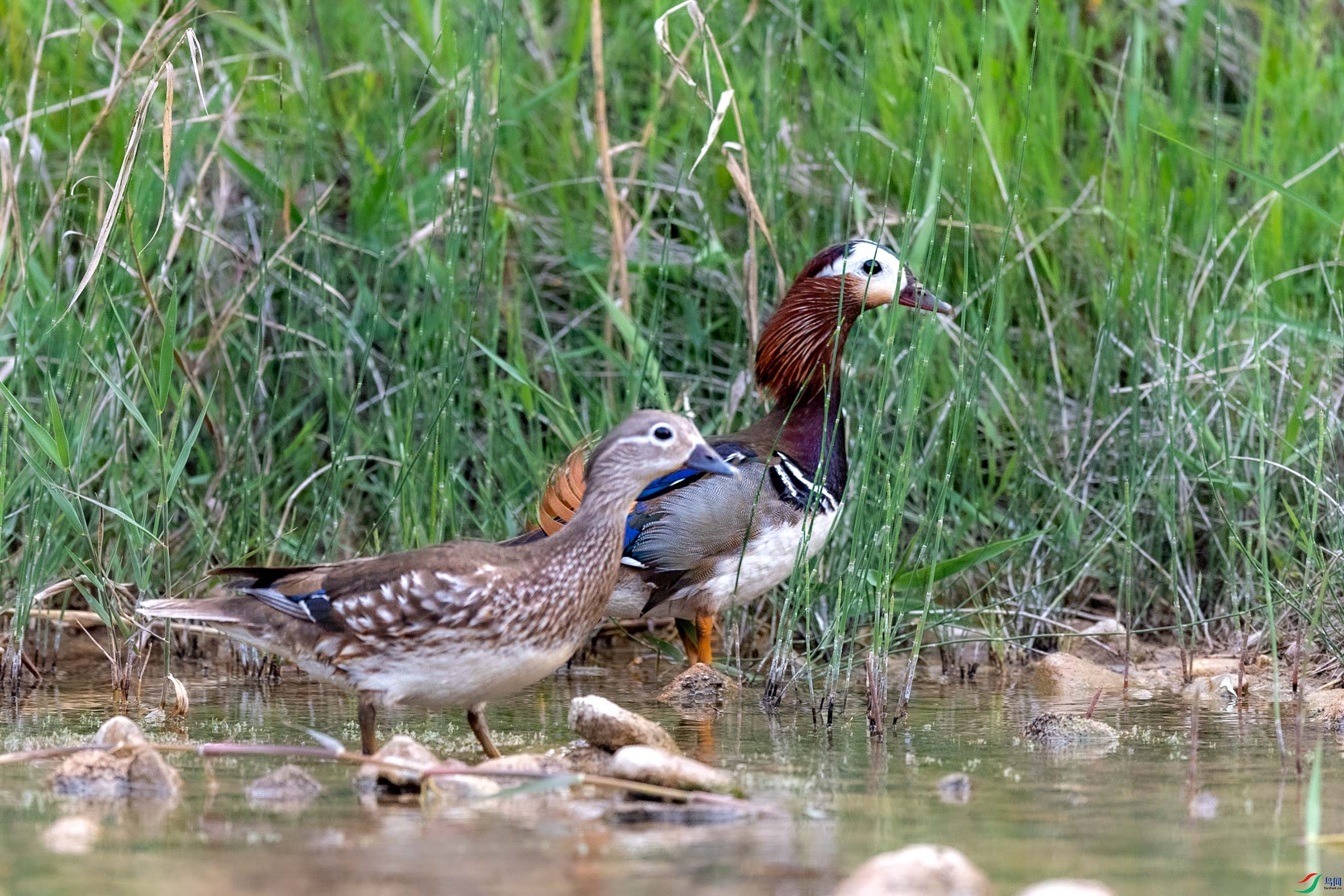 DSC_5216.jpg