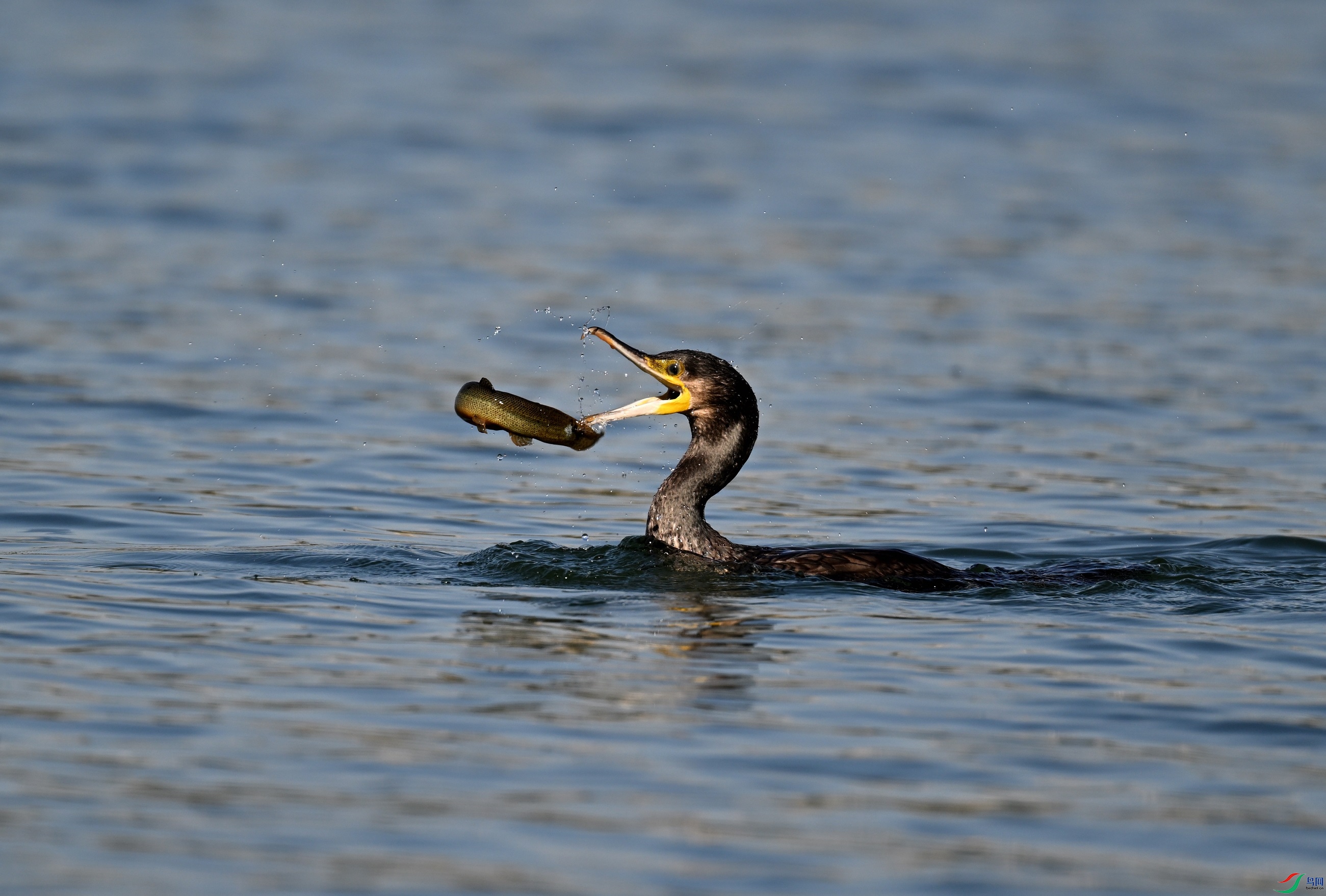 DSC_4353.JPG