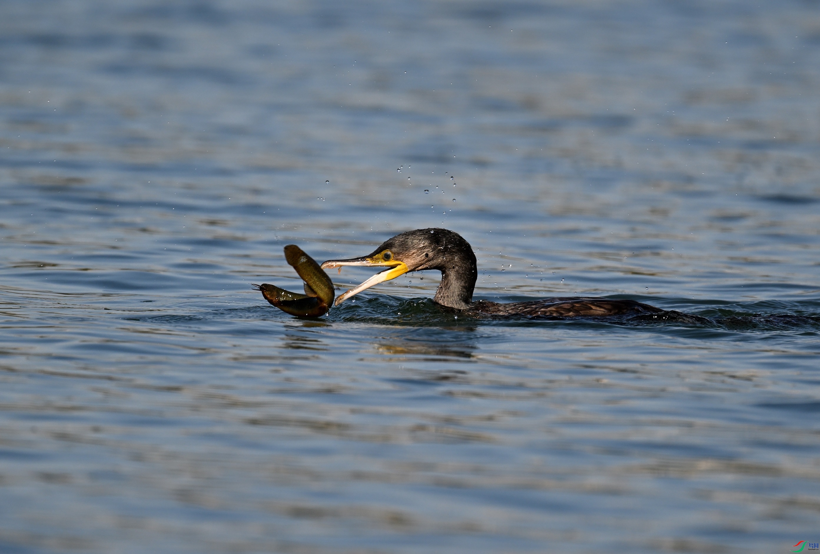 DSC_4355.JPG