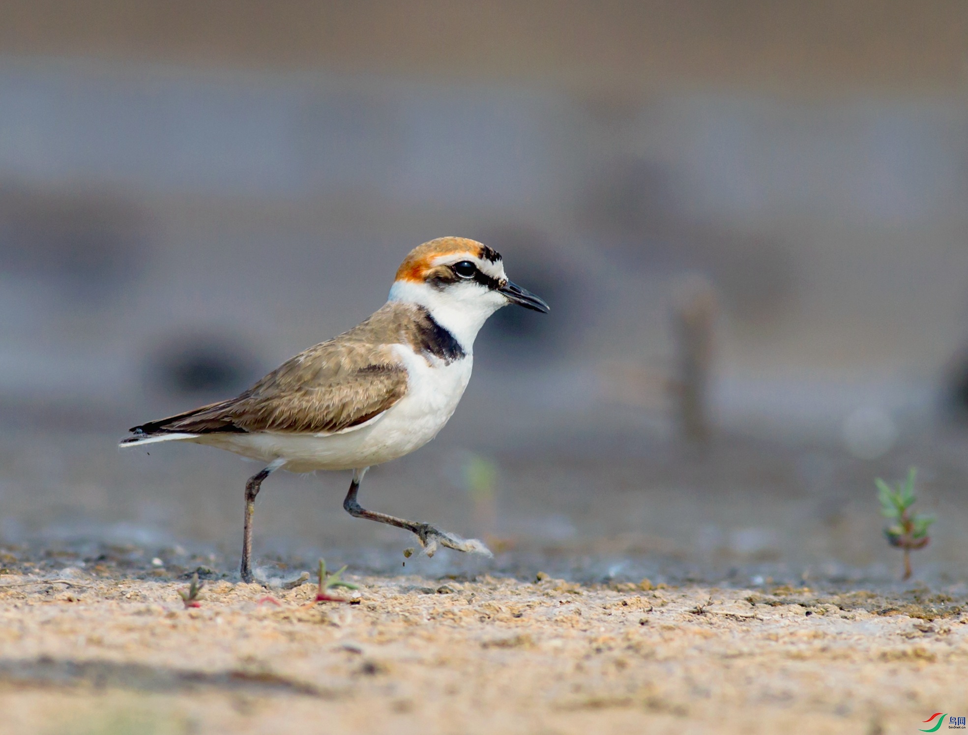 �����a�����ı������豦���� (9)_����.jpg