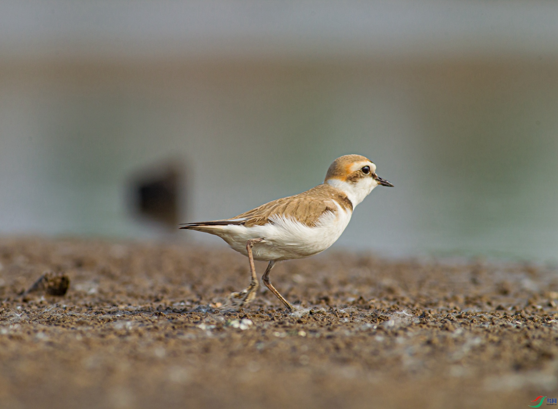 �����a���豦���� (4)_����.jpg