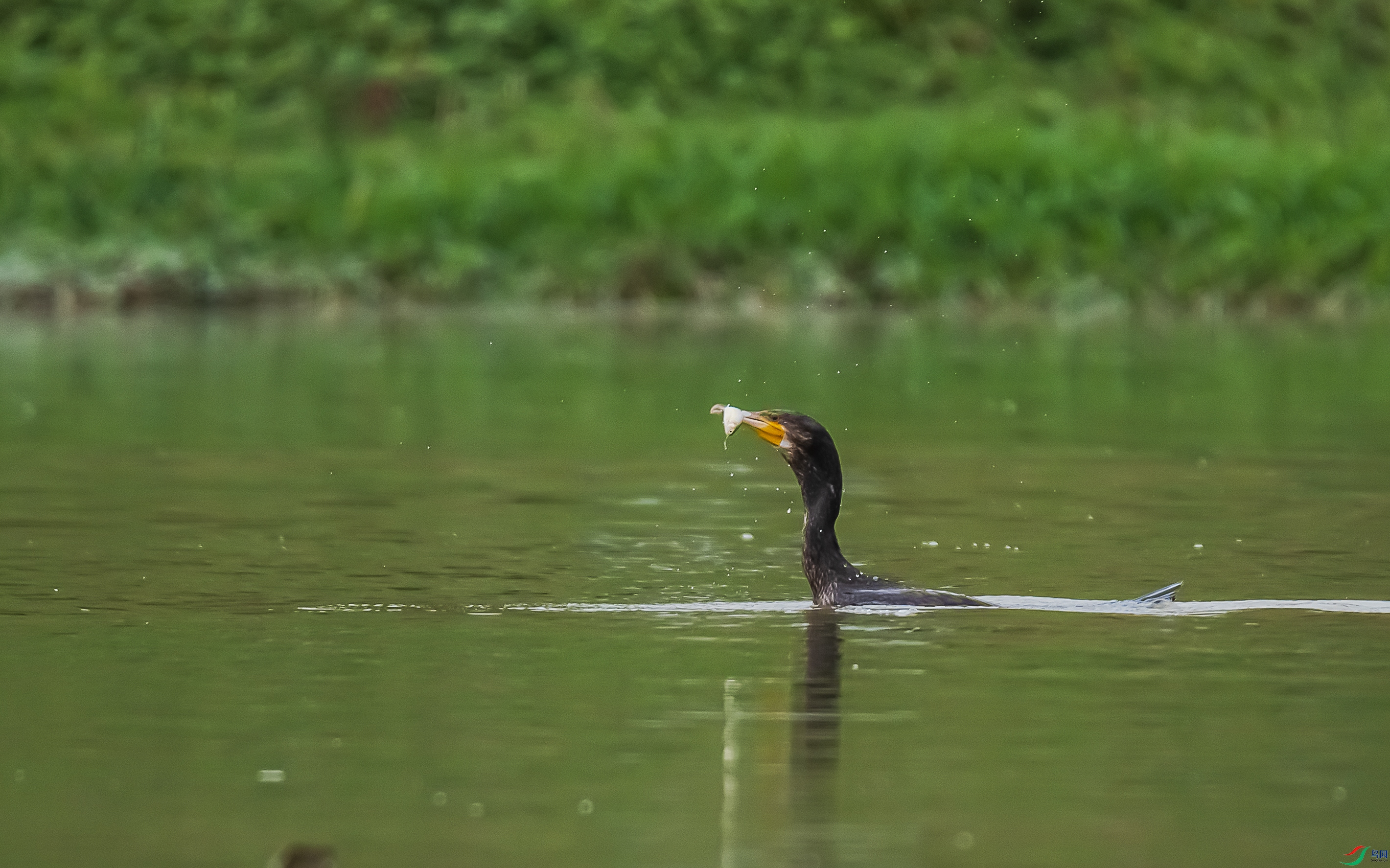 DSC_1490.jpg