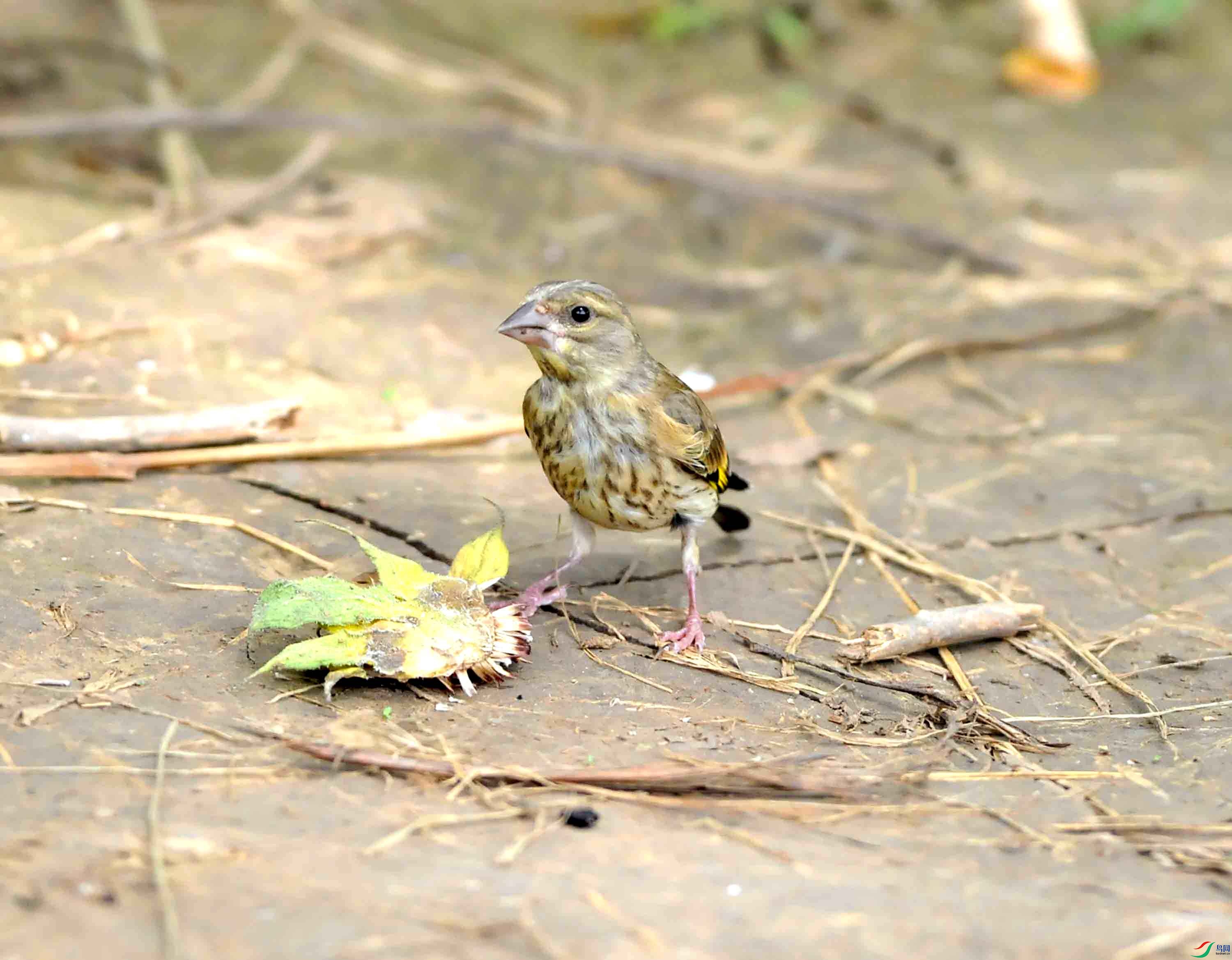 DSC_8696.JPG