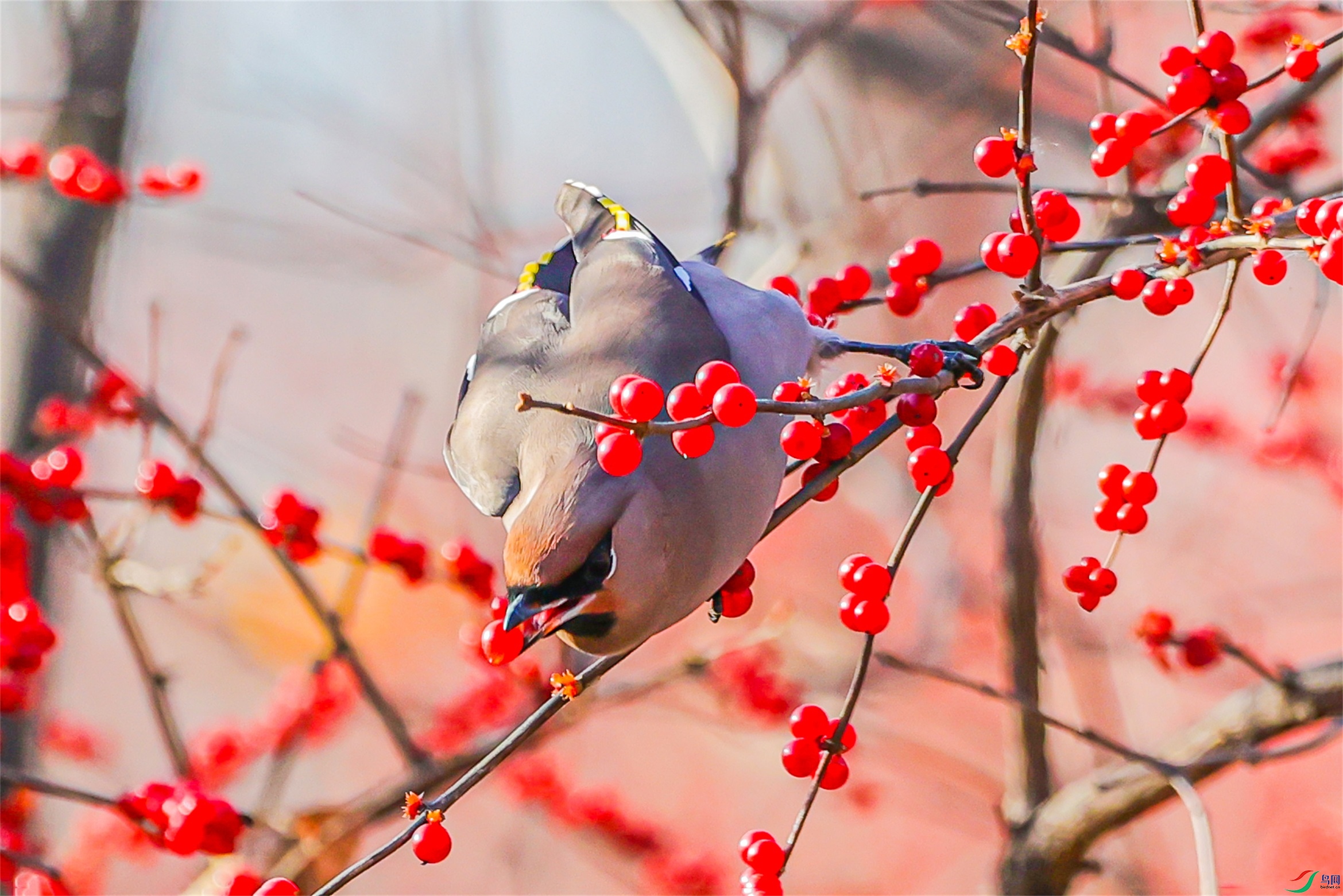 1K3A6436 ����1.jpg