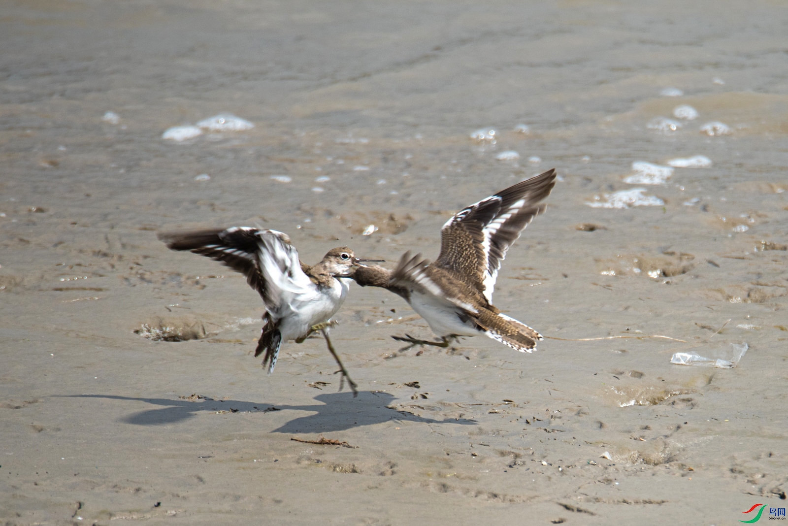DSC_9678.jpg