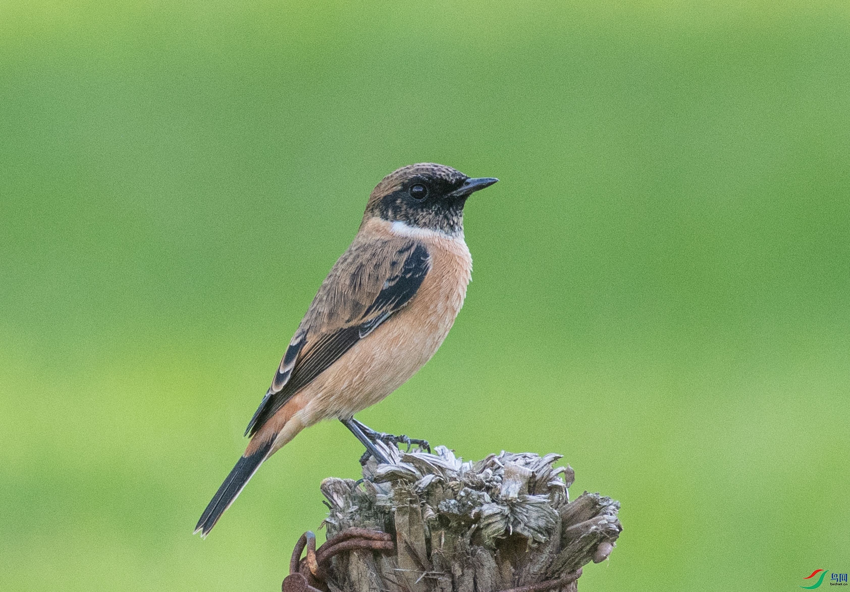 DSC_5129.jpg
