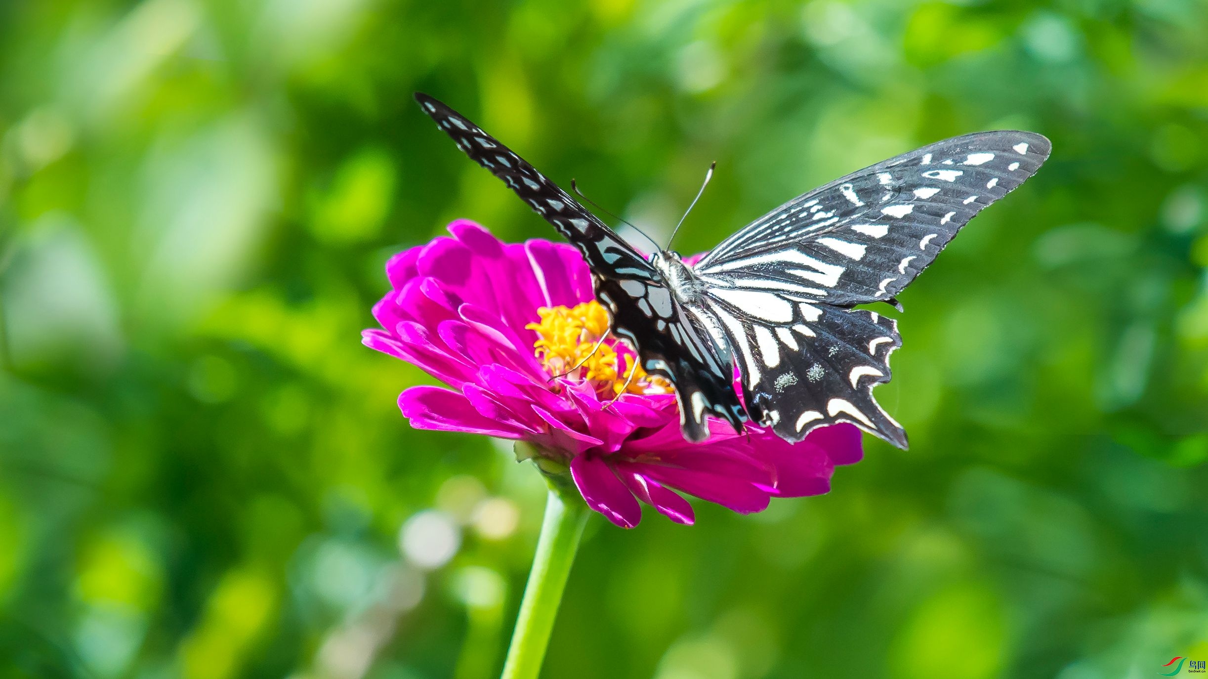 DSC_3477m.jpg