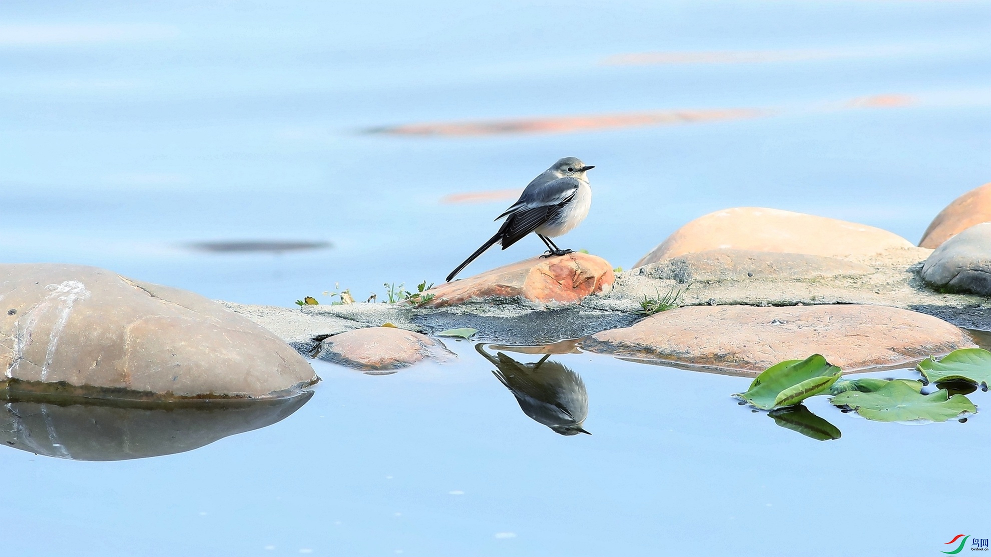 ������һֻСС��