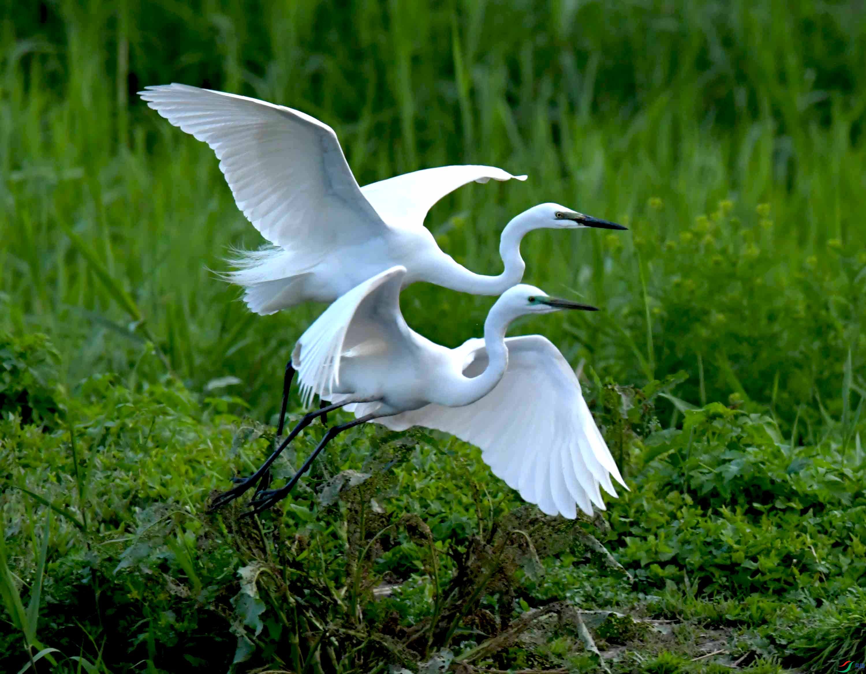 DSC_9600.JPG