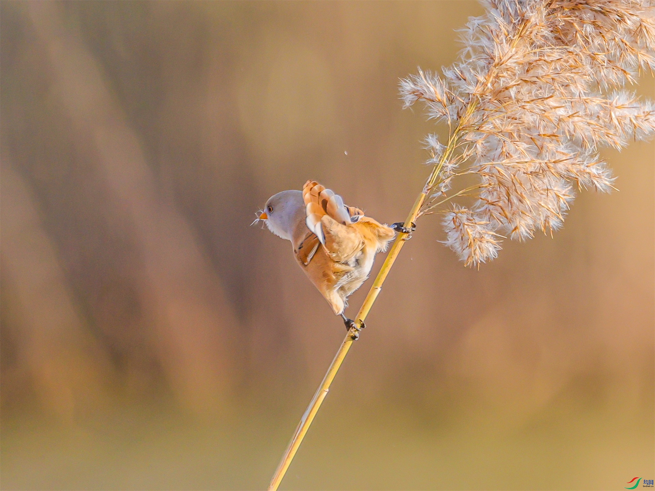 1K3A3372 ����1.jpg