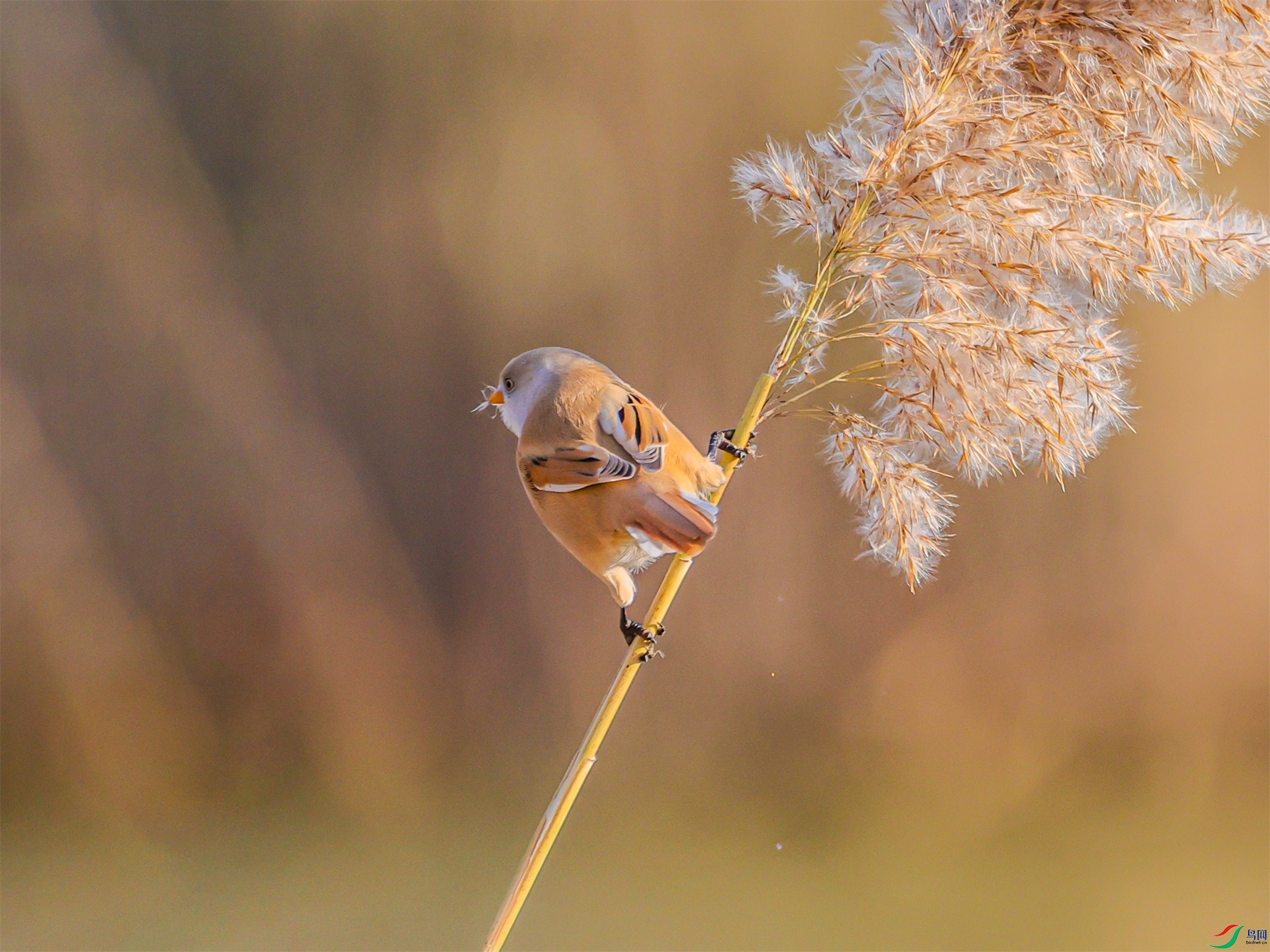 1K3A3371 ����1.jpg