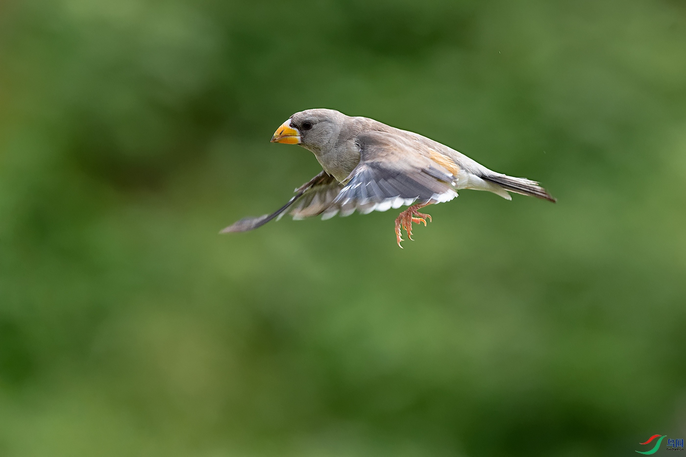 DSC_6599_DxOa.jpg