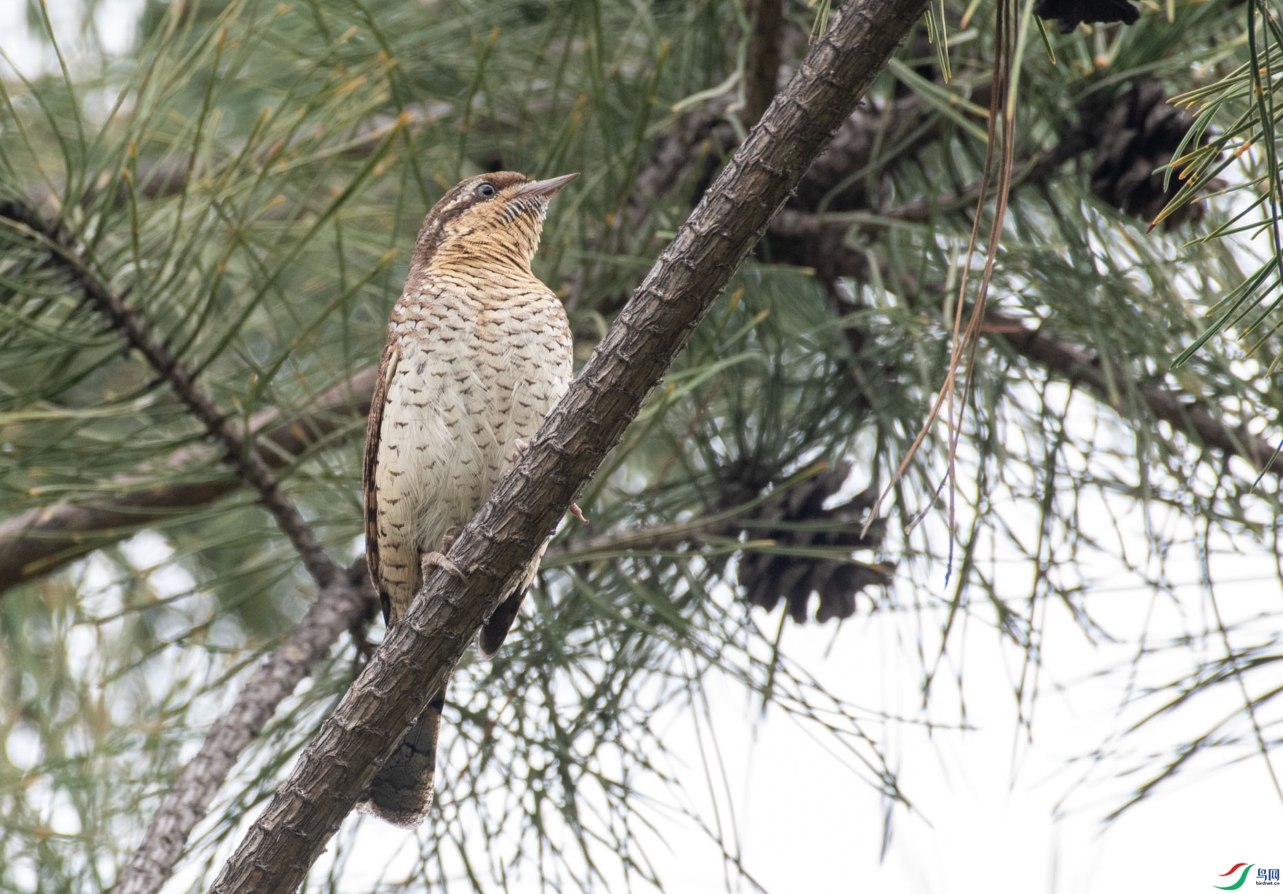 DSC_7146.jpg