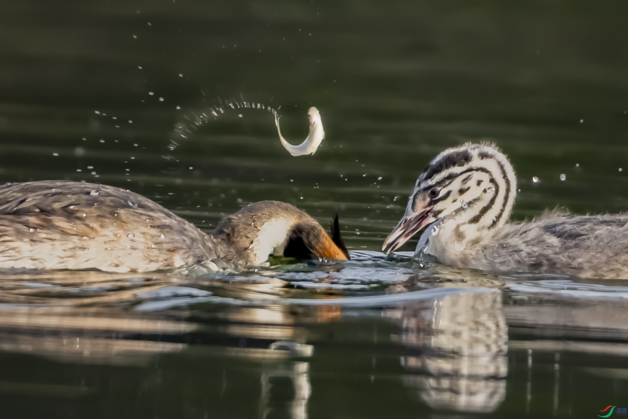 FX3A5078 ���� 2.jpg