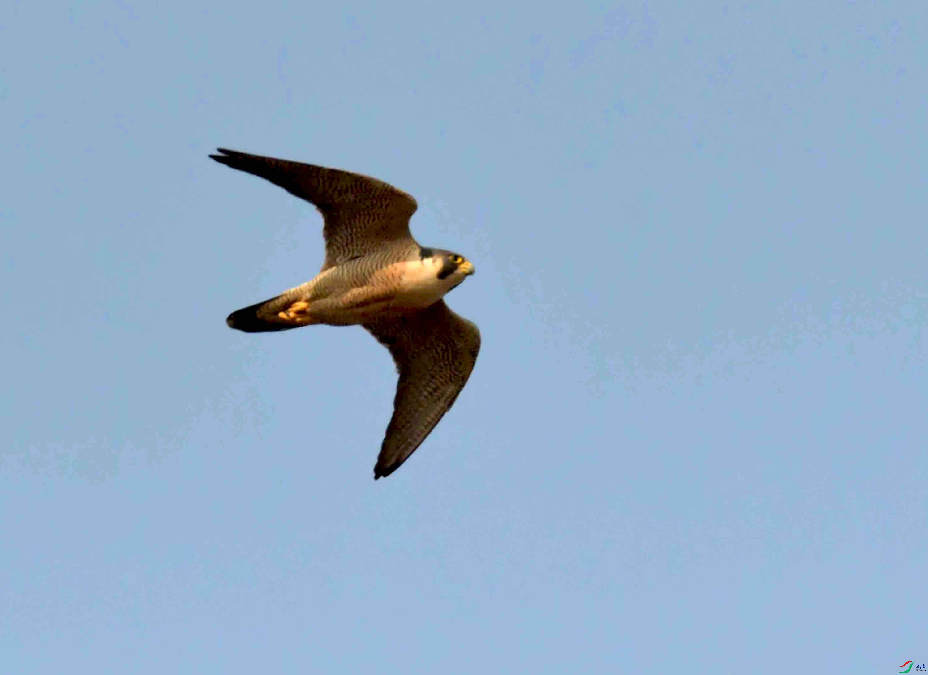 NIKON CORPORATION NIKON D500 -5568x3712-26299776.JPEG