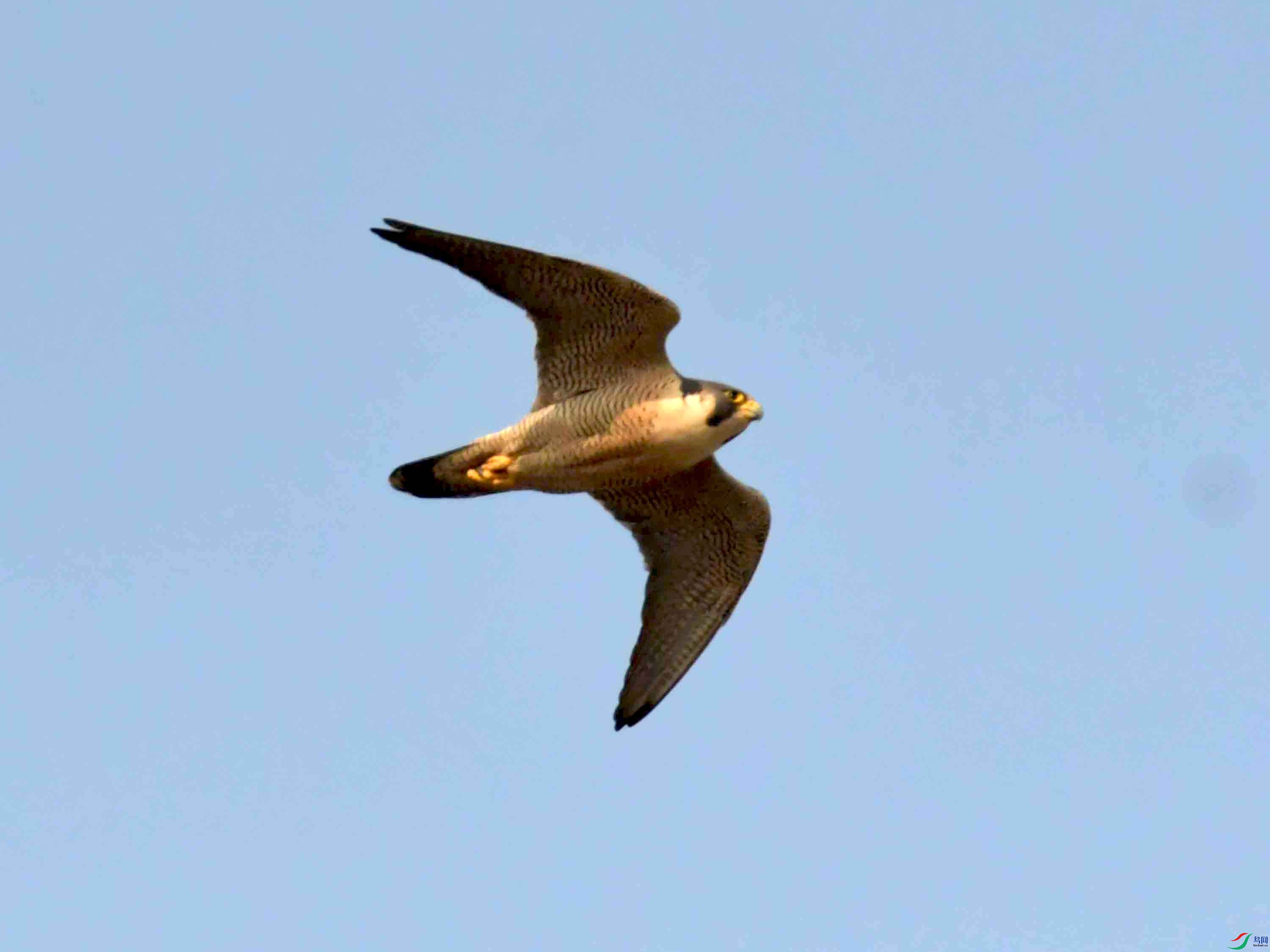 NIKON CORPORATION NIKON D500 -5568x3712-26313536.JPEG