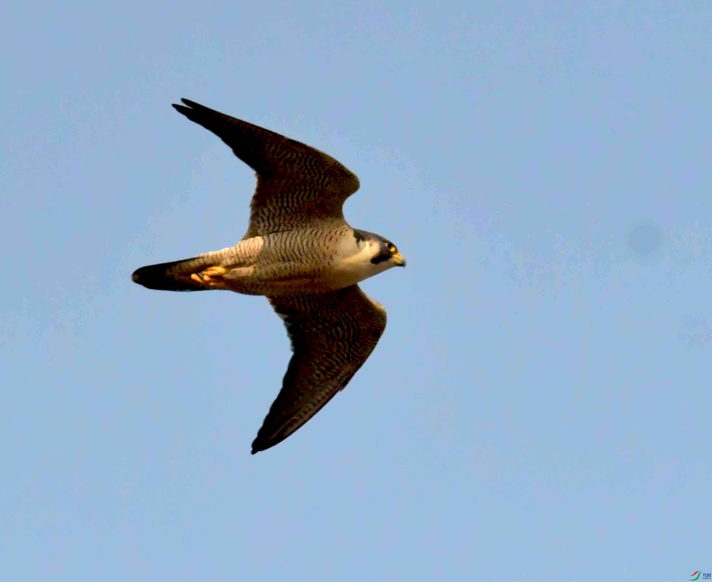 NIKON CORPORATION NIKON D500 -5568x3712-26354432.JPEG