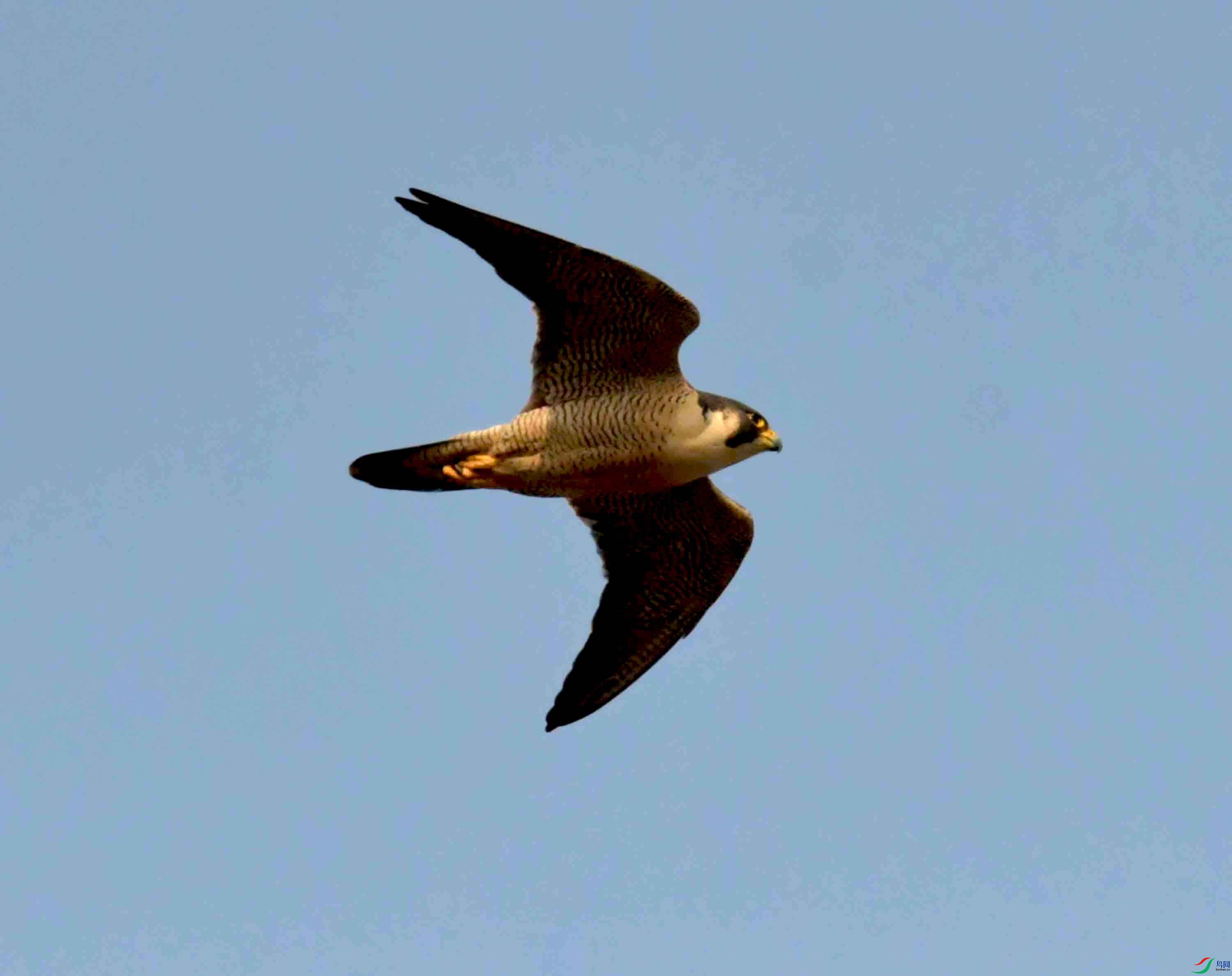 NIKON CORPORATION NIKON D500 -5568x3712-26340864.JPEG