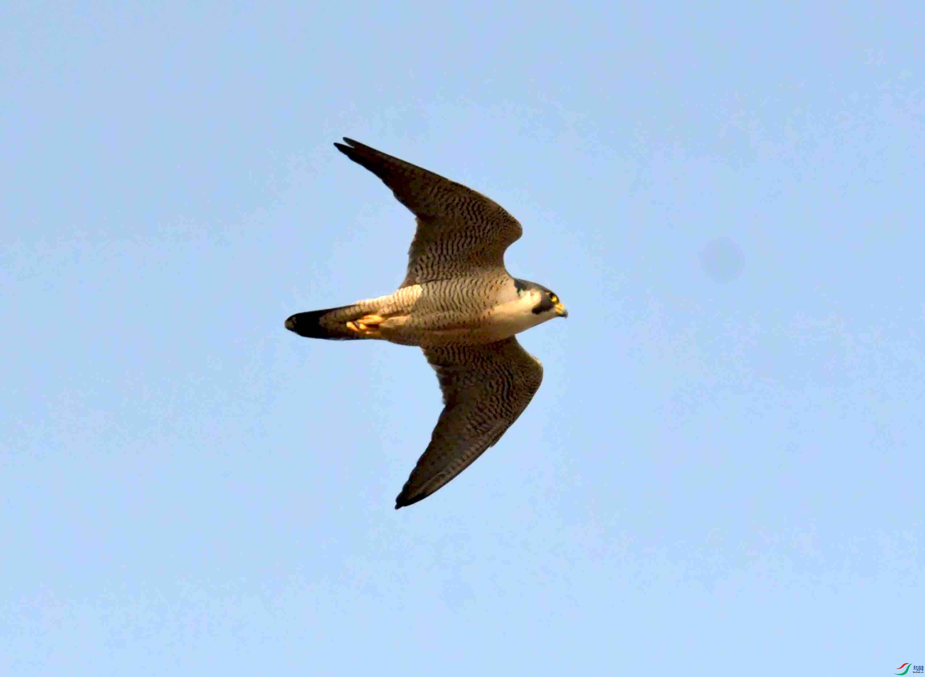 NIKON CORPORATION NIKON D500 -5568x3712-26367936.JPEG