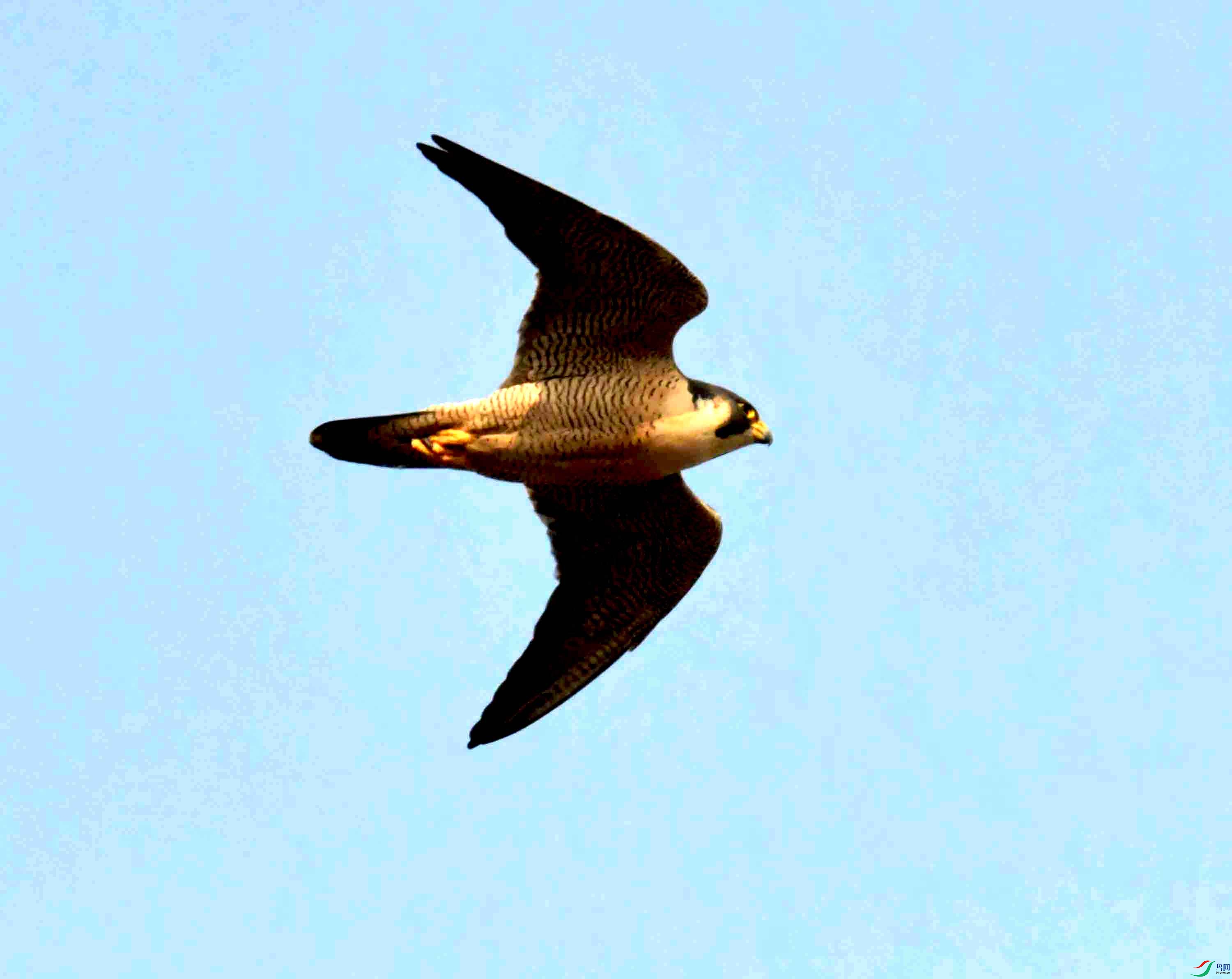 NIKON CORPORATION NIKON D500 -5568x3712-26395072.JPEG