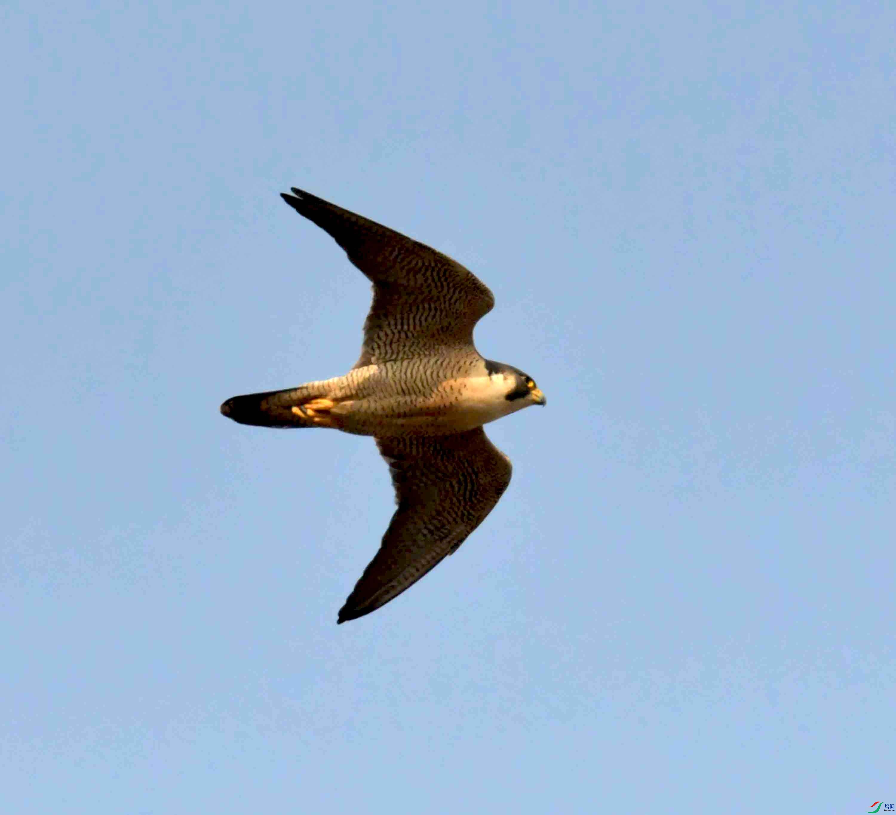 NIKON CORPORATION NIKON D500 -5568x3712-26381440.JPEG