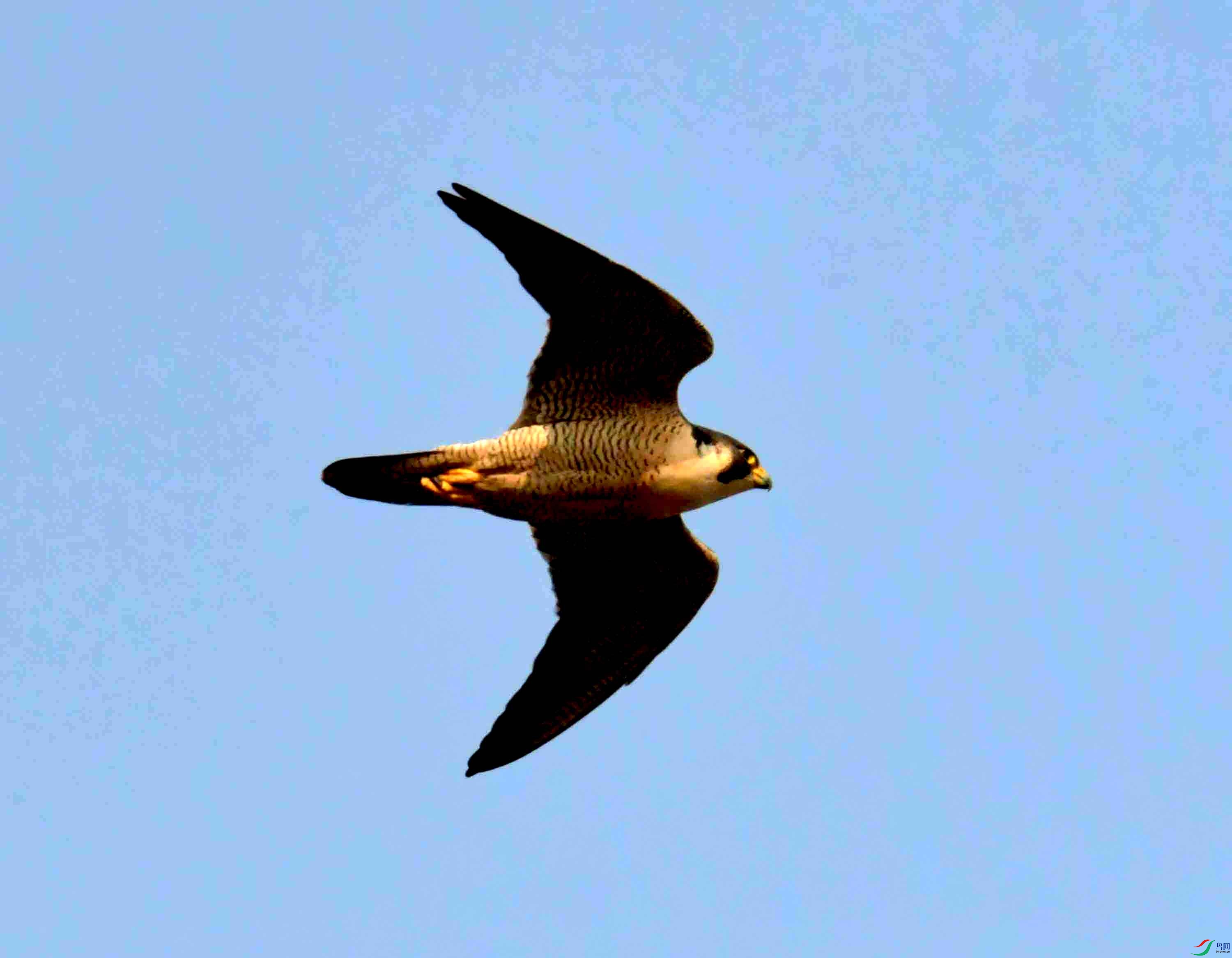 NIKON CORPORATION NIKON D500 -5568x3712-26408704.JPEG