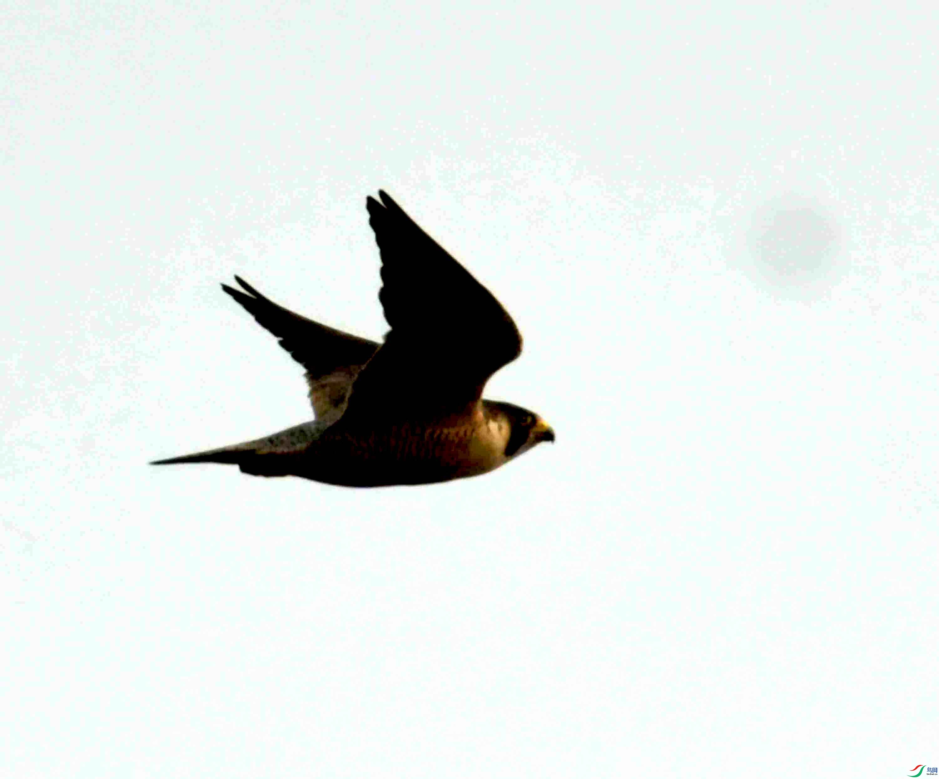 NIKON CORPORATION NIKON D500 -5568x3712-26448832.JPEG