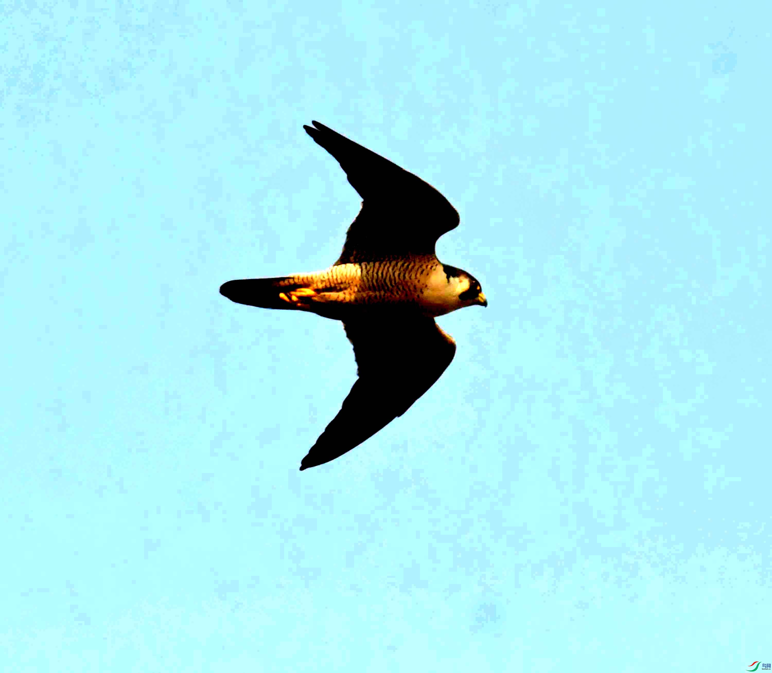 NIKON CORPORATION NIKON D500 -5568x3712-26422272.JPEG