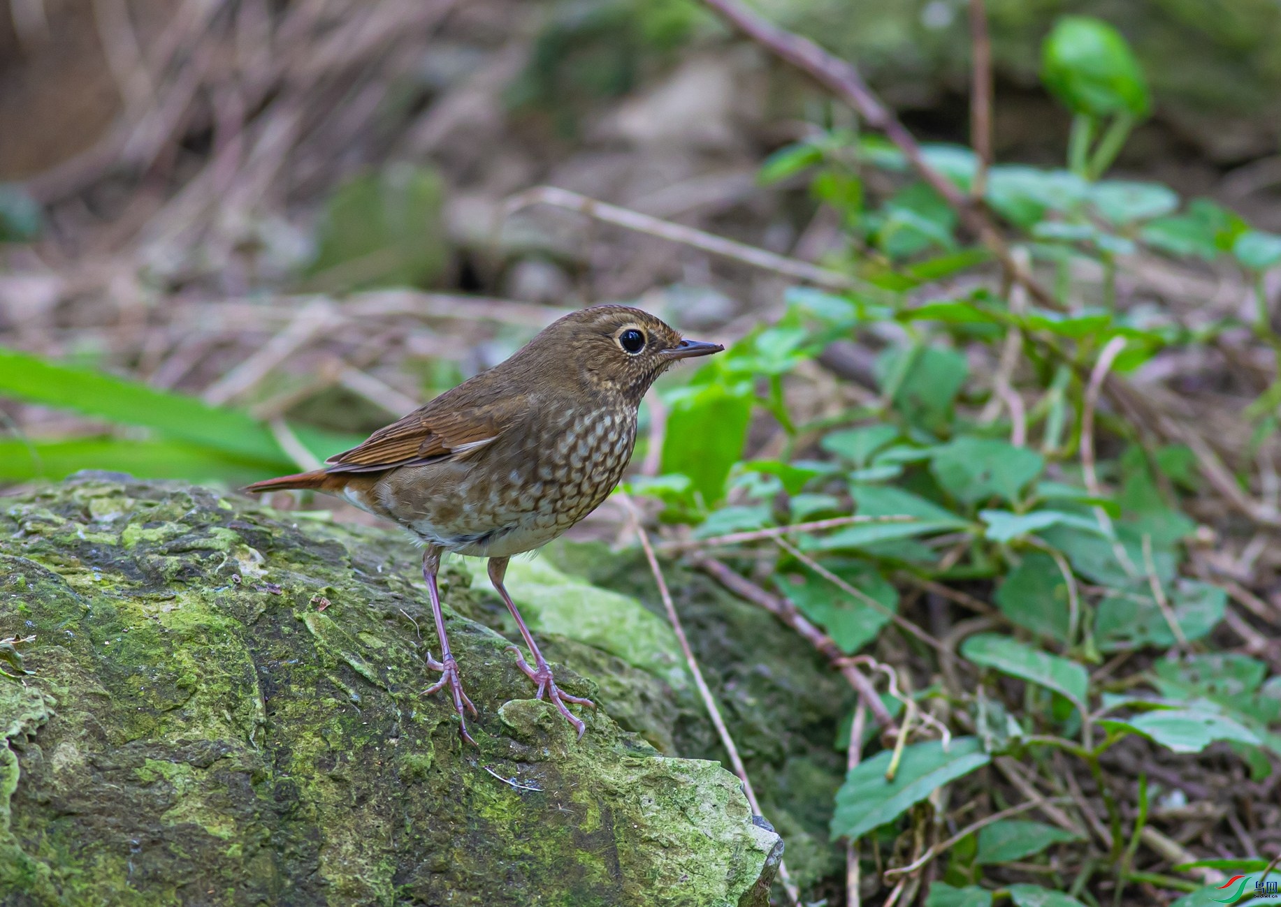 ��β���2014.9.24��ӥ���� (2)_����_����.jpg