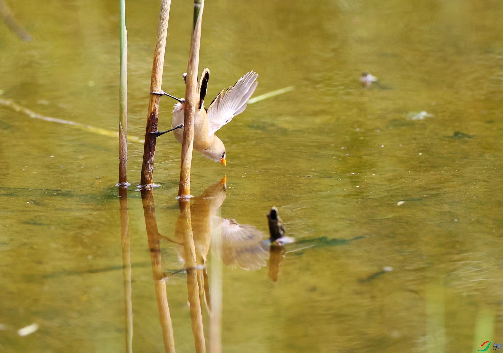 ����ȸ