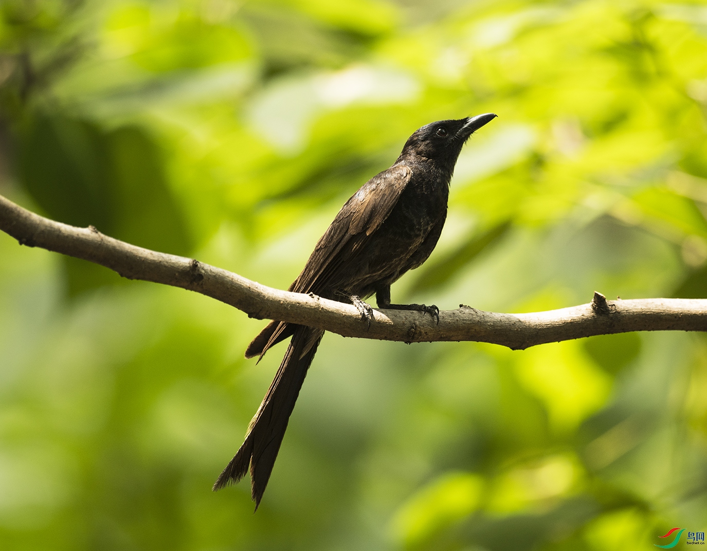 DSC4601����1 - ����.jpg