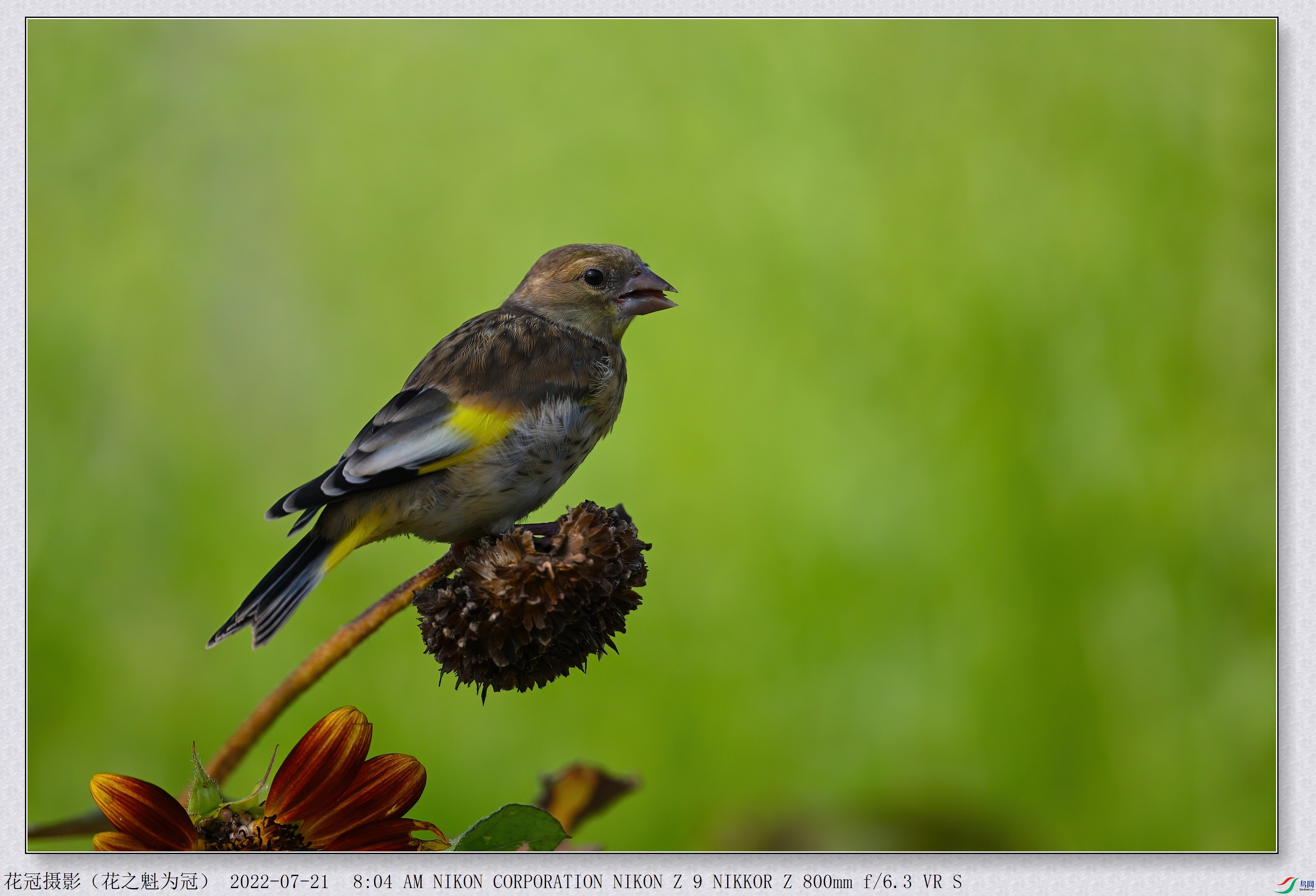 DSC_3380B-1-DeNoiseAI-low-light_����.jpg