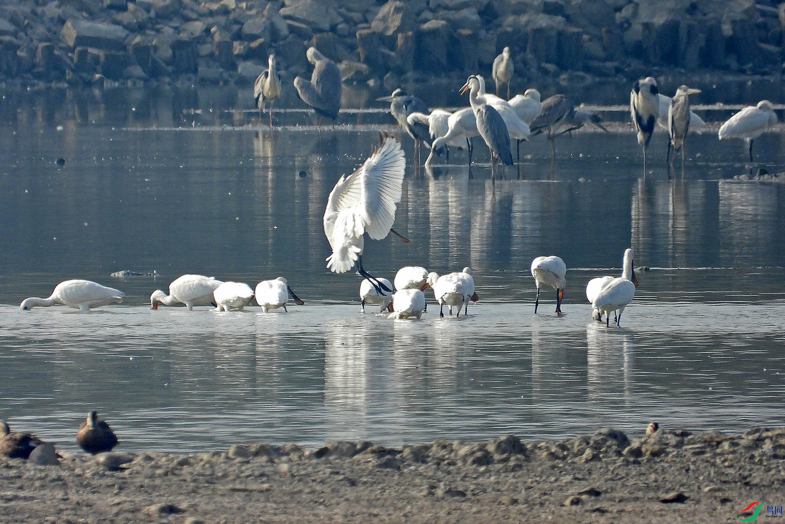 DSCN7242.jpg