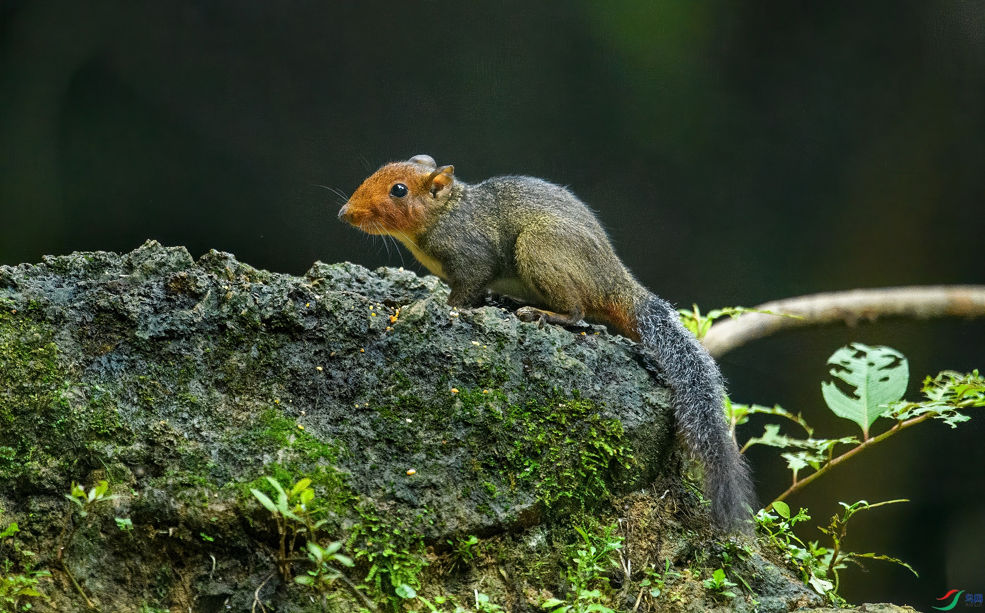 DSC_3285.jpg