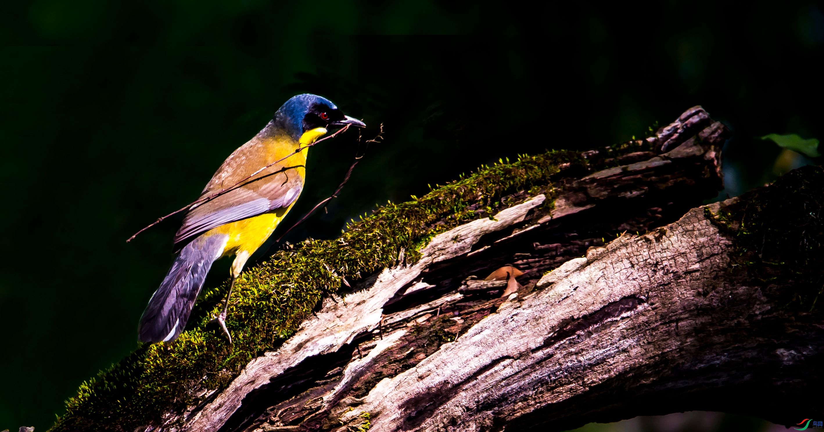 DSC_0176m.jpg