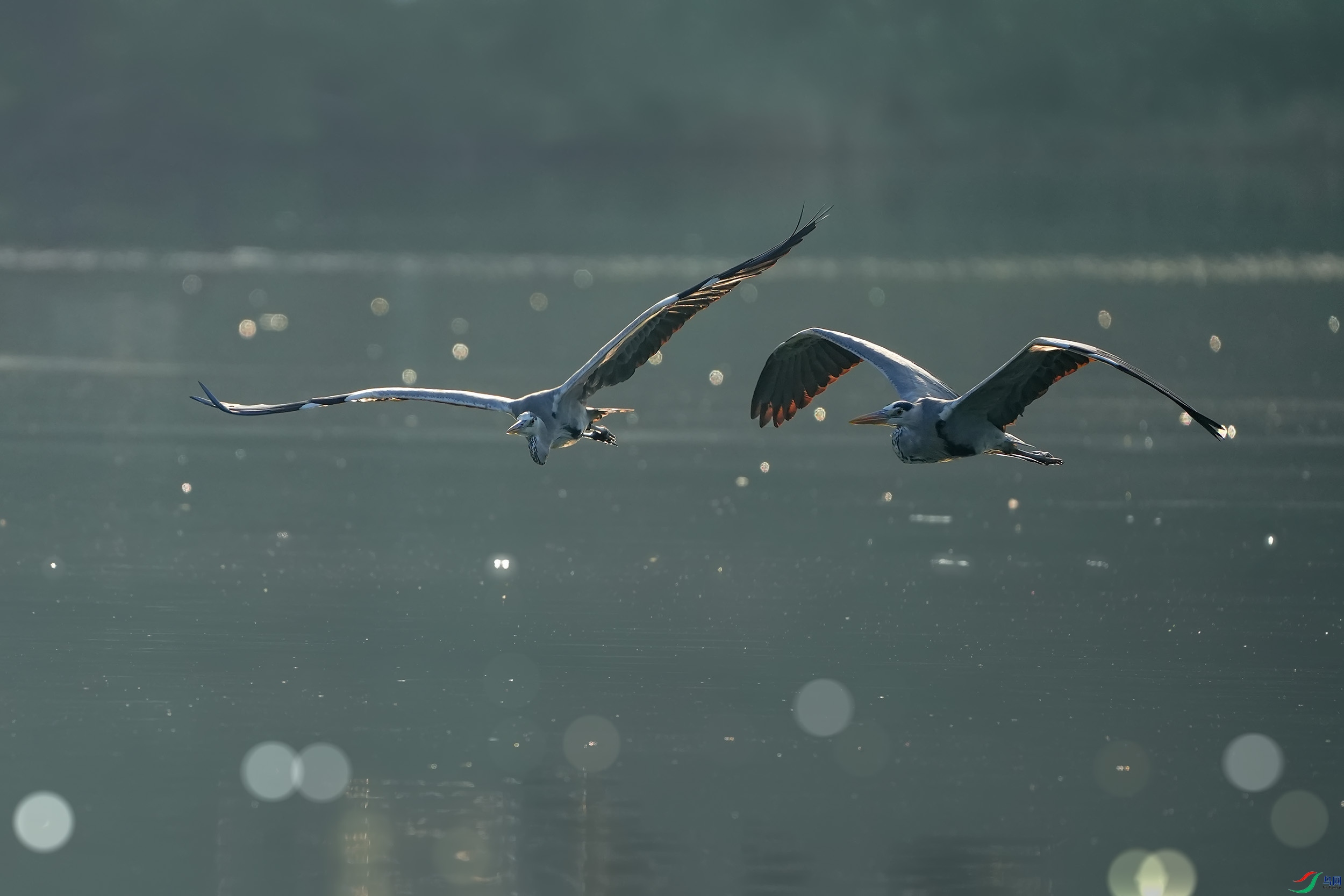 DSC00133 ����.jpg