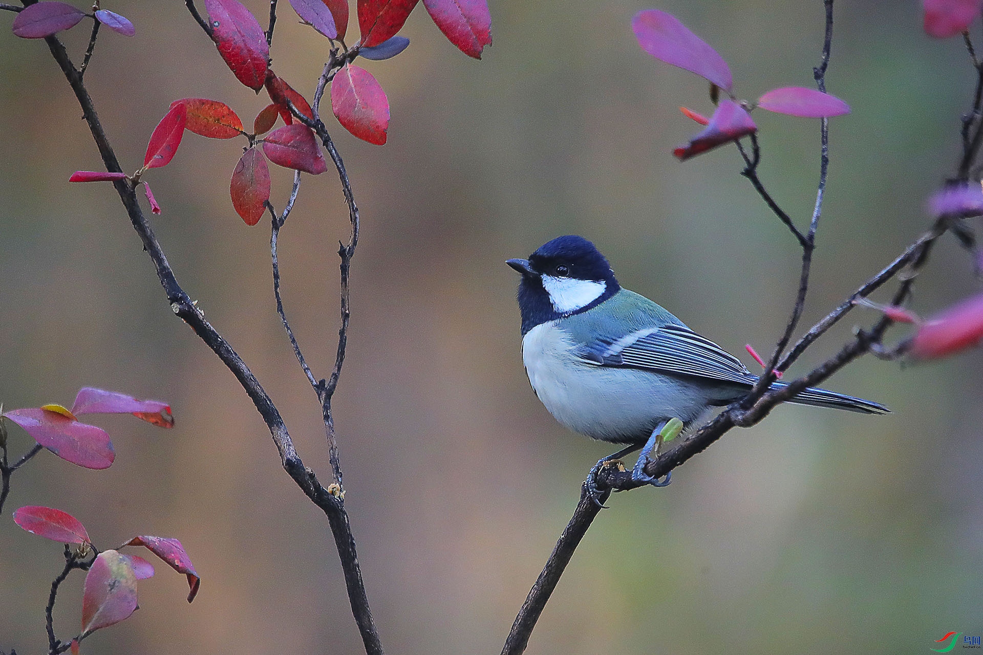 CD0I5967.jpg CD0I5967.jpg