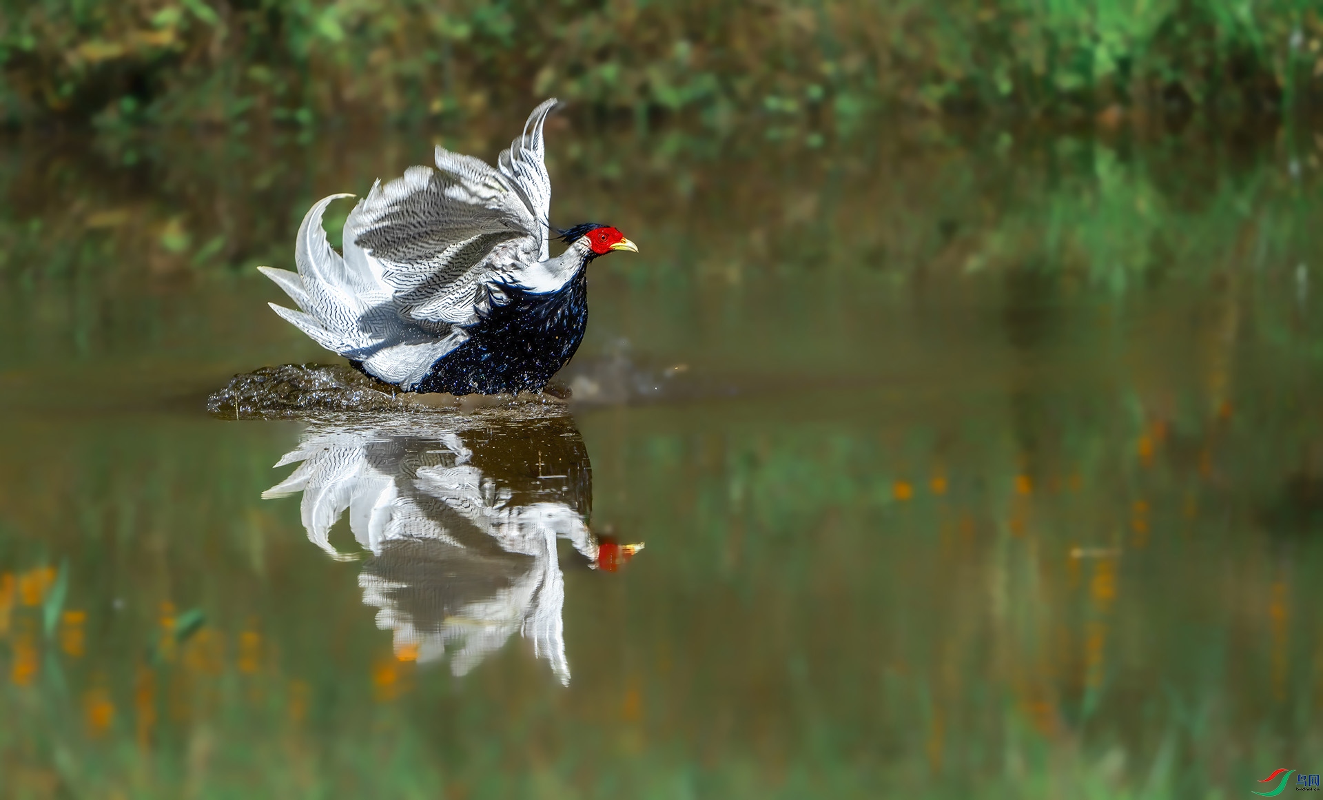 DSC04559 ����.jpg