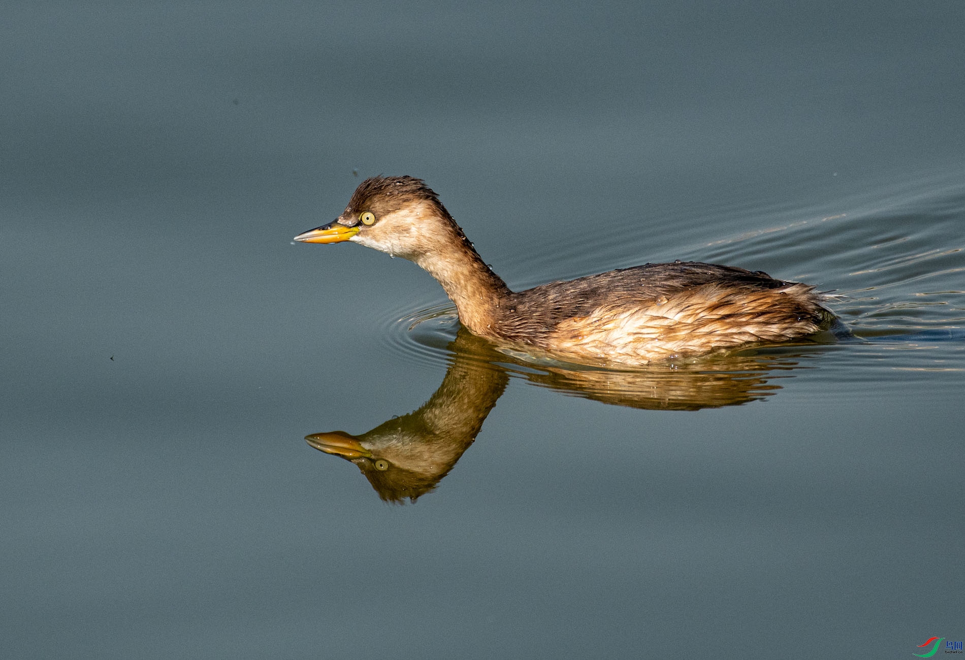 DSC_3385.jpg