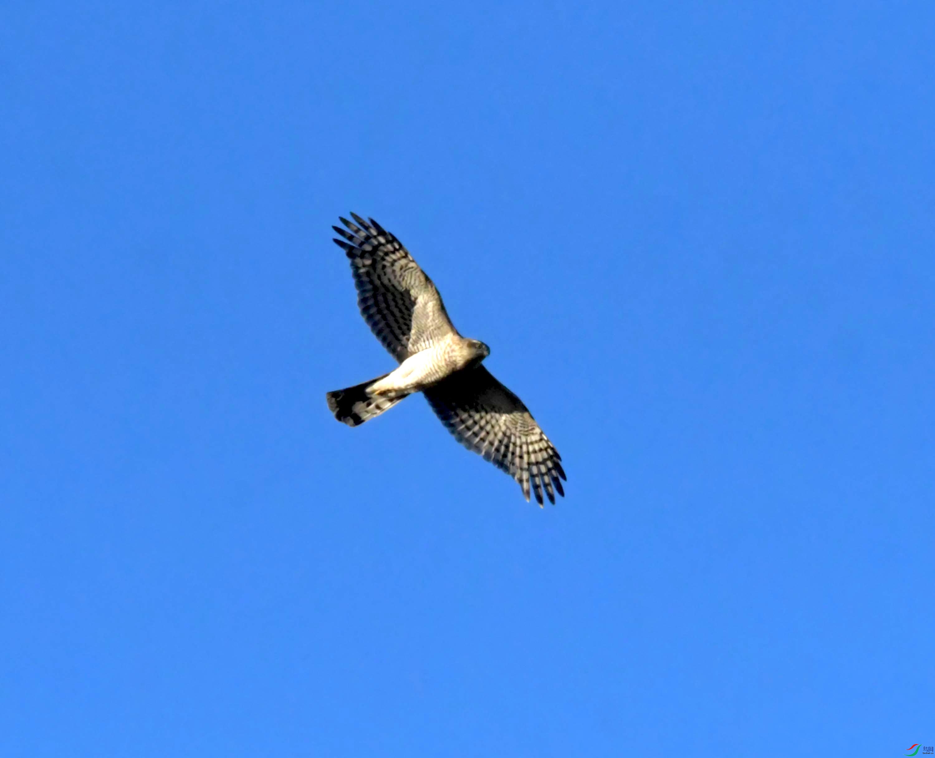 DSC_2931.JPG