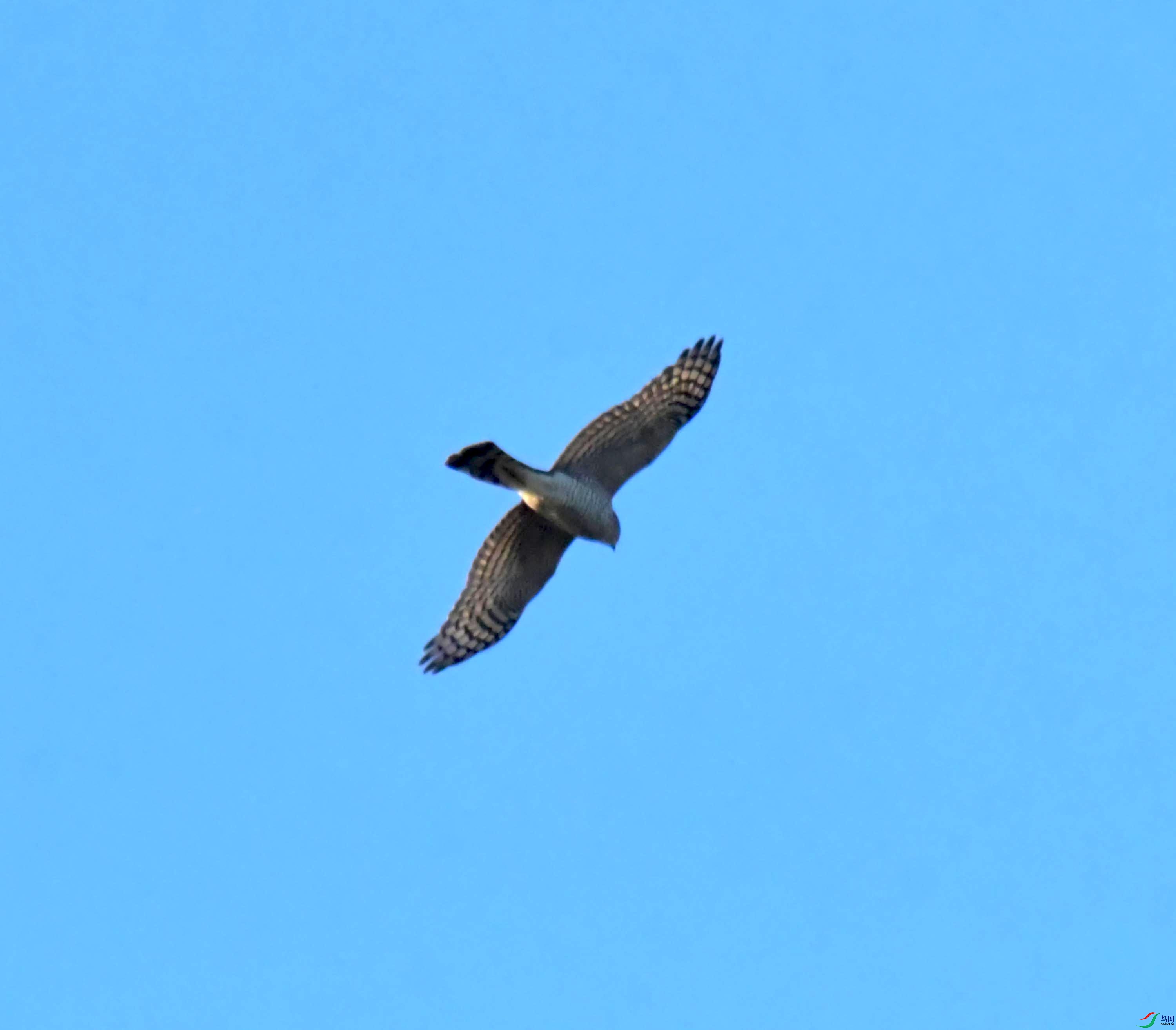 DSC_2936.JPG